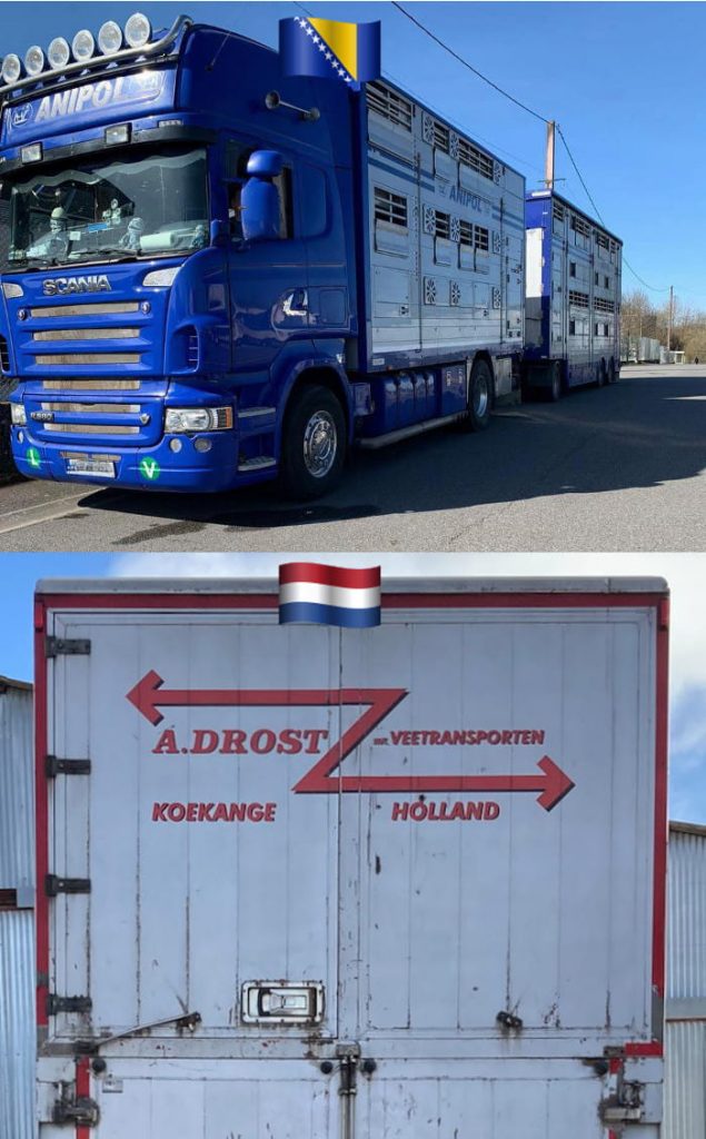 Les exportations de nos belles Charolaises