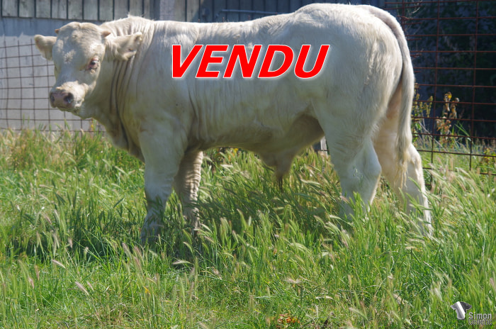 vendu
