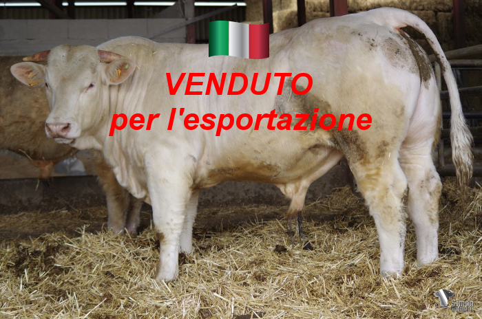 Bravo aux éleveurs italiens