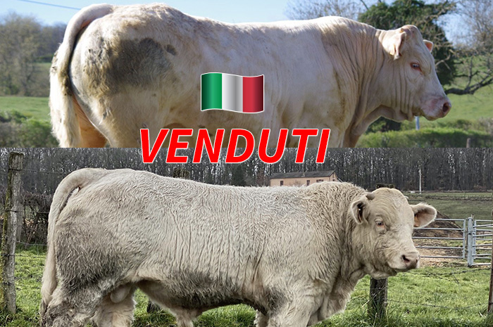 12052021-venduti