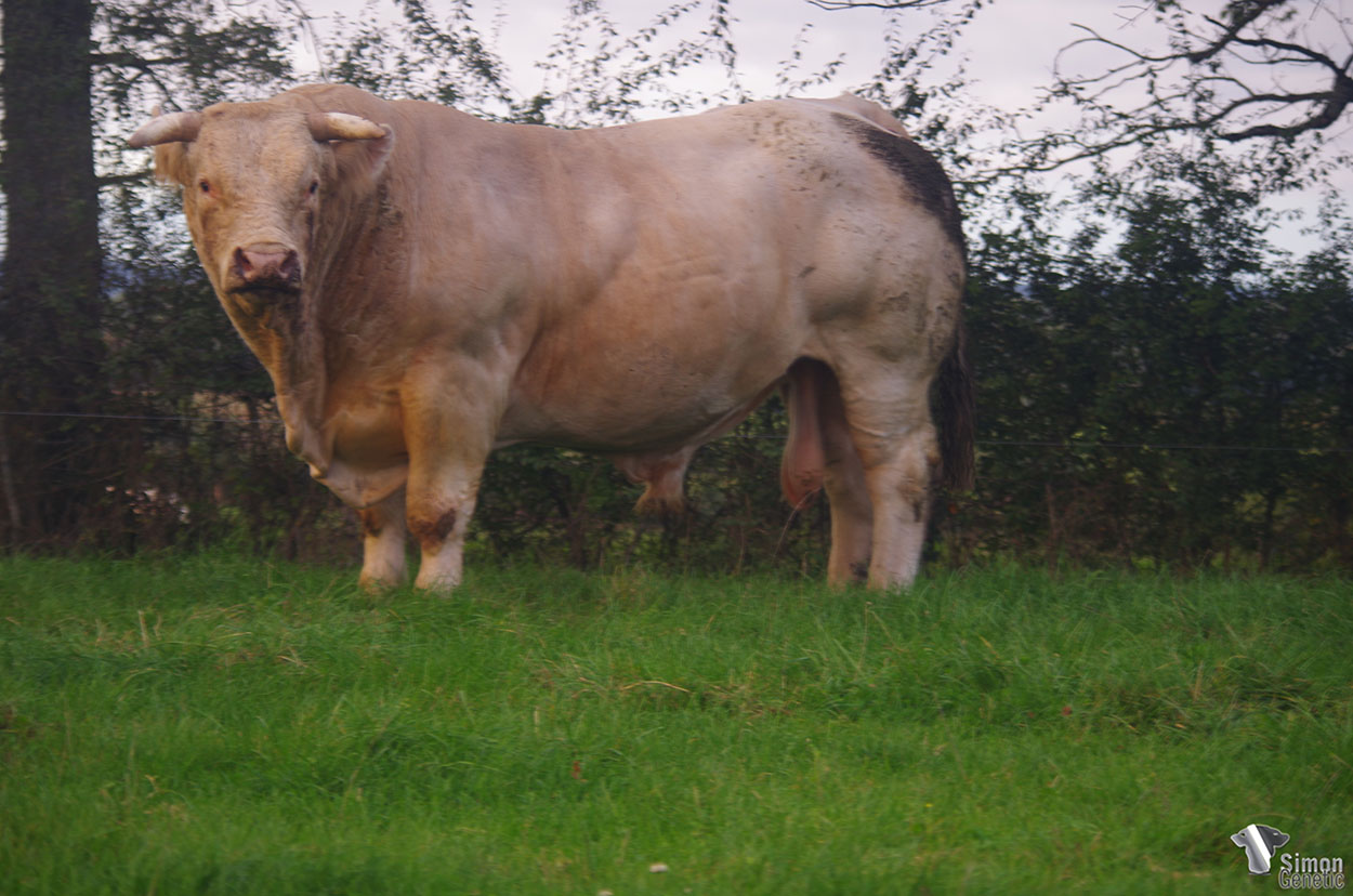 <b>NEARCO</b><br />Né le : 12/12/2016<br /><b>"De quoi satisfaire bon nombre d'éleveurs !"</b><br />"Everything to please most of the breeders !"<br /><I>"¡ Todo para seducir la mayoría de los ganaderos !"</i><br /><img src="https://www.simongenetic.com/storage/2021/01/icon-pdf.png" /> <a class="img-wrap-spe" href="https://www.simongenetic.com/storage/2021/10/nearcopedgiroux.pdf" target="_blank" rel="noopener">Pédigrée ici</a><br /><img src="https://www.simongenetic.com/storage/2021/02/icon-call.png" /> <a class="img-wrap-spe" href="https://www.simongenetic.com/contact?subj-obj=giroullectionnearco" target="_blank" rel="noopener">Je veux être contacté par Simon Genetic</a><br />