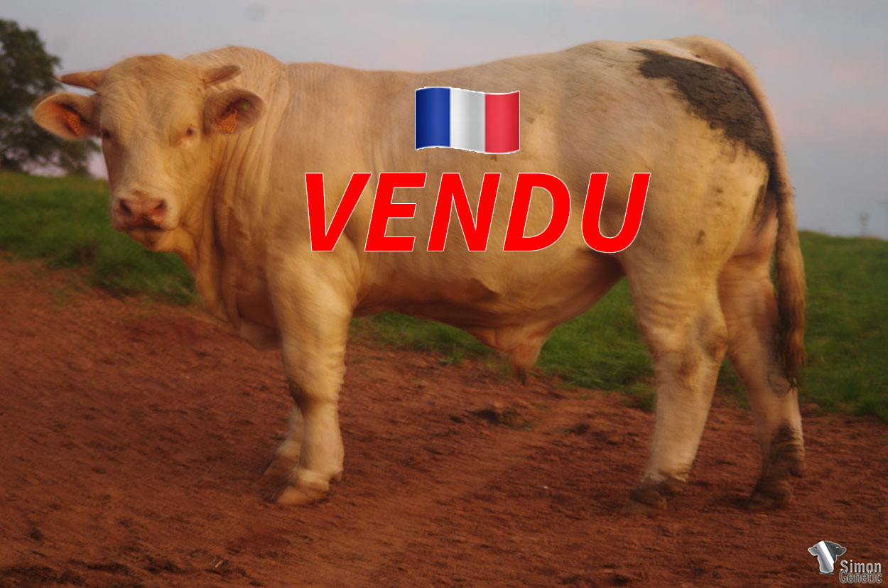 <b>PEGAZ</b><br />
<b style="color:red">VENDU à M. CHAINTRON Pierre (01 - France)</b><br />
Né le : 18/12/2019<br /><b>"Les mêmes points de force que son célèbre père OUISTITI !"</b><br />"The same strong characters than his famous sir OUISTITI !"<br /><I>"¡ Las mismas cualidades que su famoso padre OUISTITI !"</i><br /><img src="https://www.simongenetic.com/storage/2021/01/icon-pdf.png" /> <a class="img-wrap-spe" href="https://www.simongenetic.com/storage/2021/10/pegazgiroux.pdf" target="_blank" rel="noopener">Pédigrée ici</a><br /><img src="https://www.simongenetic.com/storage/2021/02/icon-call.png" /> <a class="img-wrap-spe" href="https://www.simongenetic.com/contact?subj-obj=giroullectionpegaz" target="_blank" rel="noopener">Je veux être contacté par Simon Genetic</a><br />