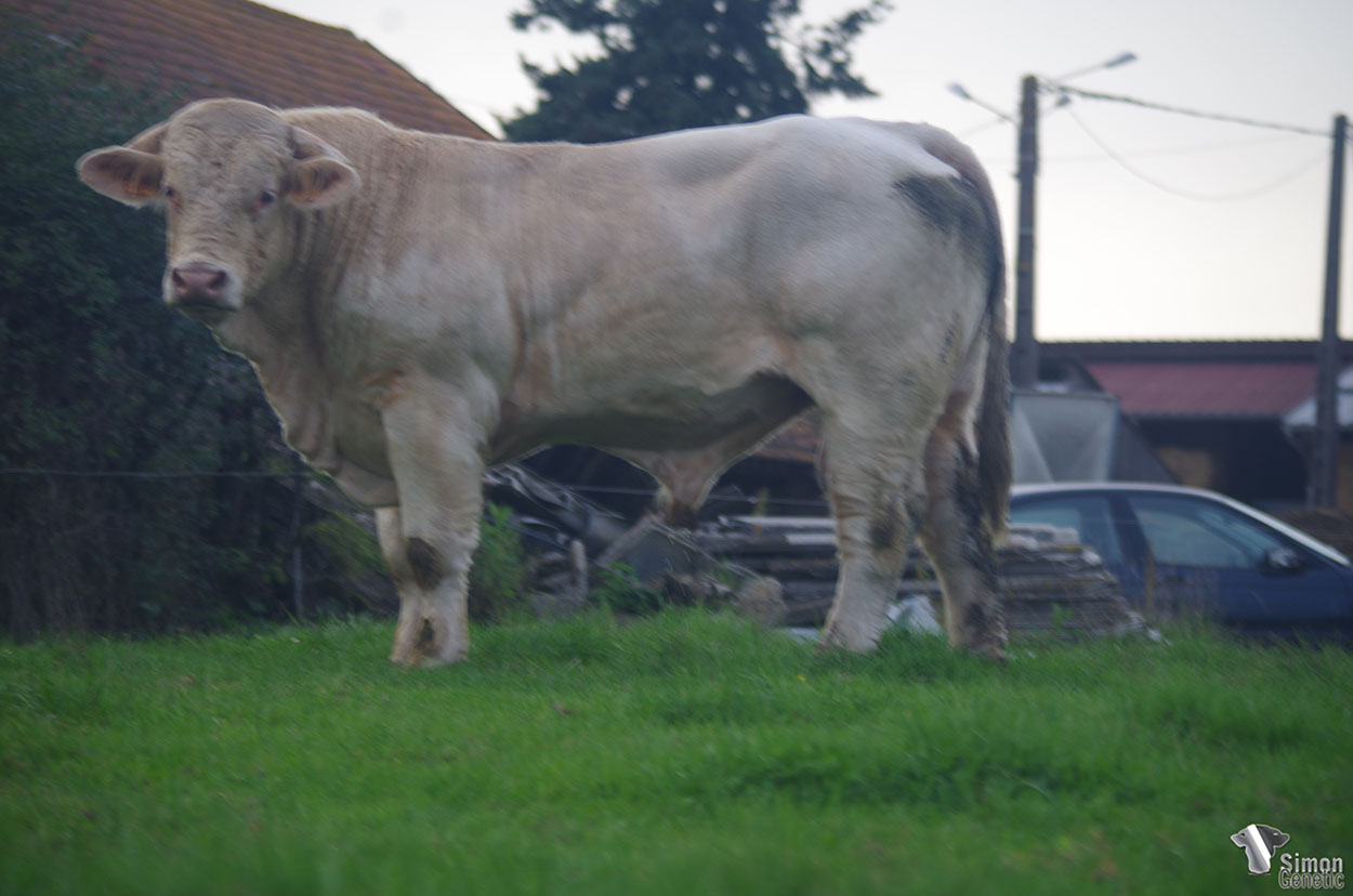 <b>POKER</b><br />Né le : 02/10/2019<br /><b>"Un gros squelette et beaucoup de tenue : le croisement des lignées GEORGE V et BOBINO CE71 !"</b><br />"A very big skeletal and a super back : the cross of GEORGE V and BOBINO CE71 bloodlines !"<br /><I>"¡ Un estupendo desarrollo y mucha rectitud : el producto de los linajes GEORGE V y BOBINO CE71 !"</i><br /><img src="https://www.simongenetic.com/storage/2021/01/icon-pdf.png" /> <a class="img-wrap-spe" href="https://www.simongenetic.com/storage/2021/10/pokergiroux.pdf" target="_blank" rel="noopener">Pédigrée ici</a><br /><img src="https://www.simongenetic.com/storage/2021/02/icon-call.png" /> <a class="img-wrap-spe" href="https://www.simongenetic.com/contact?subj-obj=giroullectionpoker" target="_blank" rel="noopener">Je veux être contacté par Simon Genetic</a><br />