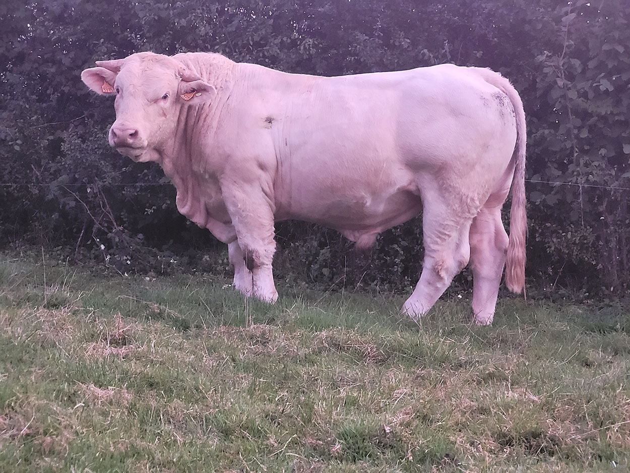 <b>POLNAREFF</b><br />Né le : 06/12/2019<br /><b>"Un fils du très renommé OURAGAN né tout petit !"</b><br />"A very small born son of OURAGAN !"<br /><I>"¡ Un hijo del muy reconocido OURAGAN que nació muy pequeño !"</i><br /><img src="https://www.simongenetic.com/storage/2021/01/icon-pdf.png" /> <a class="img-wrap-spe" href="https://www.simongenetic.com/storage/2021/10/polnareffgiroux.pdf" target="_blank" rel="noopener">Pédigrée ici</a><br /><img src="https://www.simongenetic.com/storage/2021/02/icon-call.png" /> <a class="img-wrap-spe" href="https://www.simongenetic.com/contact?subj-obj=giroullectionpolnareff" target="_blank" rel="noopener">Je veux être contacté par Simon Genetic</a><br />