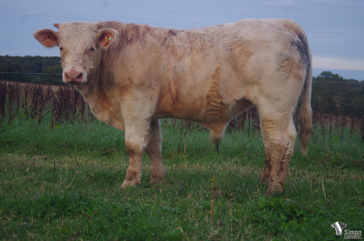 <b>ROCHEFORT</b><br />Né le : 11/12/2020<br /><b>"Un croisement d'envergure et de finesse !"</b><br />"A cross full of prestance and finesse !"<br /><I>"¡ Un cruce lleno de envergadura y finura !"</i><br /><img src="https://www.simongenetic.com/storage/2021/01/icon-pdf.png" /> <a class="img-wrap-spe" href="https://www.simongenetic.com/storage/2021/10/rochefortgiroux.pdf" target="_blank" rel="noopener">Pédigrée ici</a><br /><img src="https://www.simongenetic.com/storage/2021/02/icon-call.png" /> <a class="img-wrap-spe" href="https://www.simongenetic.com/contact?subj-obj=giroullectionrochefort" target="_blank" rel="noopener">Je veux être contacté par Simon Genetic</a><br />