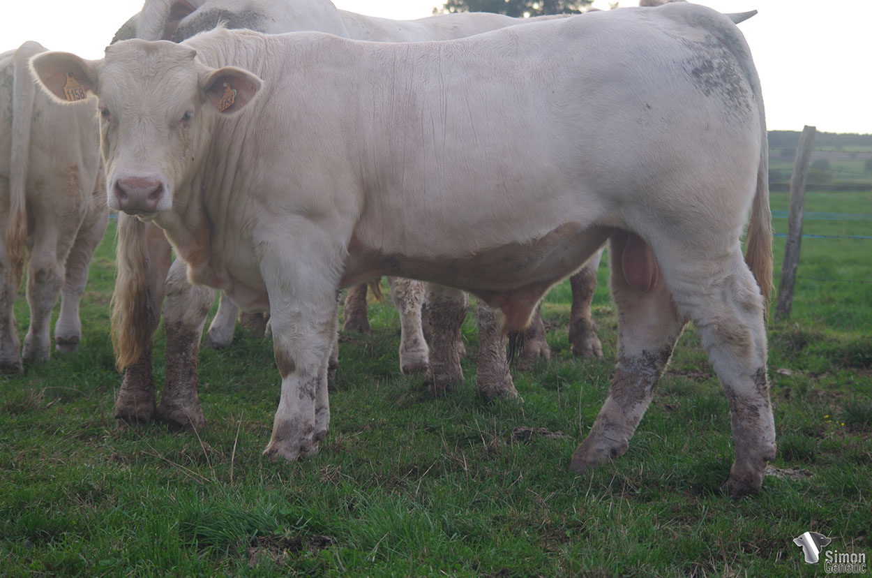 <b>ROCK N ROLL</b><br />Né le : 13/12/2020<br /><b>"Un veau racé et massif du très bon PTITPIERRE !"</b><br />"An animal with a lot of breed characters out of the very good PTITPIERRE !"<br /><I>"¡ Un ternero con mucha raza que proviene del muy buen PTITPIERRE !"</i><br /><img src="https://www.simongenetic.com/storage/2021/01/icon-pdf.png" /> <a class="img-wrap-spe" href="https://www.simongenetic.com/storage/2021/10/rocknerollgiroux.pdf" target="_blank" rel="noopener">Pédigrée ici</a><br /><img src="https://www.simongenetic.com/storage/2021/02/icon-call.png" /> <a class="img-wrap-spe" href="https://www.simongenetic.com/contact?subj-obj=giroullectionrocknroll" target="_blank" rel="noopener">Je veux être contacté par Simon Genetic</a><br />