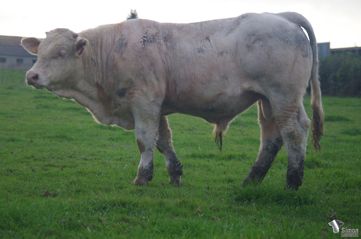 <b>RUFIAN</b><br />Né le : 14/12/2020<br /><b>"Un fils d'OURAGAN particulièrement prometteur !"</b><br />"A very promising OURAGAN son !"<br /><I>"¡ Un hijo de OURAGAN muy prometedor !"</i><br /><img src="https://www.simongenetic.com/storage/2021/01/icon-pdf.png" /> <a class="img-wrap-spe" href="https://www.simongenetic.com/storage/2021/10/rufiangiroux.pdf" target="_blank" rel="noopener">Pédigrée ici</a><br /><img src="https://www.simongenetic.com/storage/2021/02/icon-call.png" /> <a class="img-wrap-spe" href="https://www.simongenetic.com/contact?subj-obj=giroullectionrufian" target="_blank" rel="noopener">Je veux être contacté par Simon Genetic</a><br />