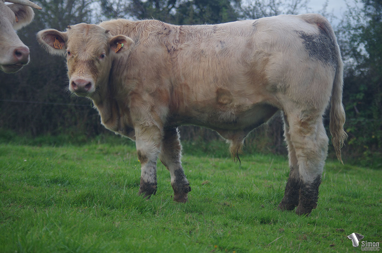 <b>RUFIO</b><br />Né le : 15/12/2020<br /><b>"Un fils d'OURAGAN plein d'espèce !"</b><br />"A full of style OURAGAN' son !"<br /><I>"¡ Un hijo de OURAGAN lleno de estilo !"</i><br /><img src="https://www.simongenetic.com/storage/2021/01/icon-pdf.png" /> <a class="img-wrap-spe" href="https://www.simongenetic.com/storage/2021/10/rufiogirouxped.pdf" target="_blank" rel="noopener">Pédigrée ici</a><br /><img src="https://www.simongenetic.com/storage/2021/02/icon-call.png" /> <a class="img-wrap-spe" href="https://www.simongenetic.com/contact?subj-obj=giroullectionrufio" target="_blank" rel="noopener">Je veux être contacté par Simon Genetic</a><br />