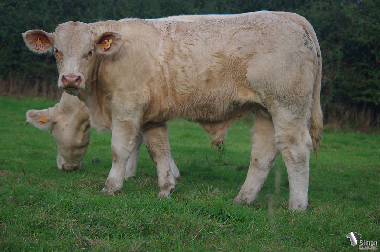 <b>SAM</b><br />Né le : 06/02/2021<br /><b>"Un fils de PTITPIERRE qui laisse présager de très belles choses !"</b><br />"A very promising PTITPIERRE son !"<br /><I>"¡ Un hijo de PTITPIERRE muy prometedor !"</i><br /><img src="https://www.simongenetic.com/storage/2021/01/icon-pdf.png" /> <a class="img-wrap-spe" href="https://www.simongenetic.com/storage/2021/10/samgirouxped.pdf" target="_blank" rel="noopener">Pédigrée ici</a><br /><img src="https://www.simongenetic.com/storage/2021/02/icon-call.png" /> <a class="img-wrap-spe" href="https://www.simongenetic.com/contact?subj-obj=giroullectionsam" target="_blank" rel="noopener">Je veux être contacté par Simon Genetic</a><br />