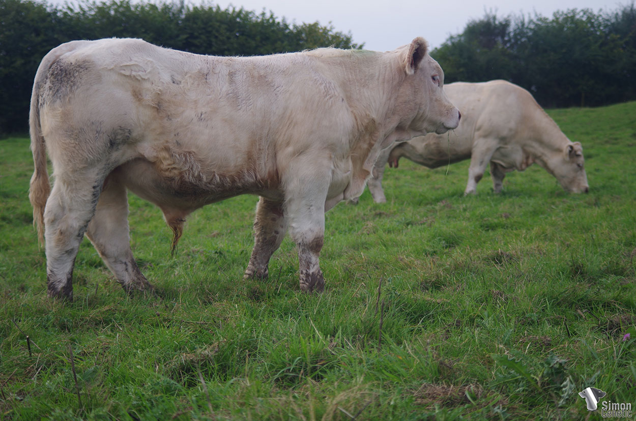 <b>SAMOURAI</b><br />Un fils de NEBON avec une mère très bien qualifiée RR4S !"</b><br />"A NEBON son with a high qualified dam (RR4S) !"<br /><I>"¡ Un hijo de NEBON con una vaca muy bien cualificada RR4S !"</i><br /><img src="https://www.simongenetic.com/storage/2021/01/icon-pdf.png" /> <a class="img-wrap-spe" href="https://www.simongenetic.com/storage/2021/10/samouraigirouxped.pdf" target="_blank" rel="noopener">Pédigrée ici</a><br /><img src="https://www.simongenetic.com/storage/2021/02/icon-call.png" /> <a class="img-wrap-spe" href="https://www.simongenetic.com/contact?subj-obj=giroullectionsamourai" target="_blank" rel="noopener">Je veux être contacté par Simon Genetic</a><br />