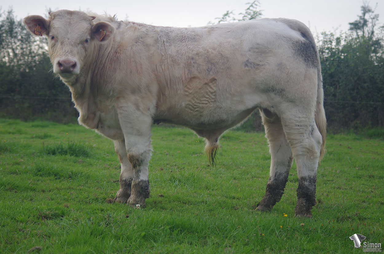 <b>SANTIAGO</b><br />Né le : 09/01/2021<br /><b>"De belles lignes et de la race pour ce fils d' OURAGAN !"</b><br />"Very nice lines and breed characters for this OURAGAN son !"<br /><I>"¡ Hermosas líneas y mucha raza para este hijo de OURAGAN !"</i><br /><img src="https://www.simongenetic.com/storage/2021/01/icon-pdf.png" /> <a class="img-wrap-spe" href="https://www.simongenetic.com/storage/2021/10/santiagogirouxped.pdf" target="_blank" rel="noopener">Pédigrée ici</a><br /><img src="https://www.simongenetic.com/storage/2021/02/icon-call.png" /> <a class="img-wrap-spe" href="https://www.simongenetic.com/contact?subj-obj=giroullectionsantiago" target="_blank" rel="noopener">Je veux être contacté par Simon Genetic</a><br />