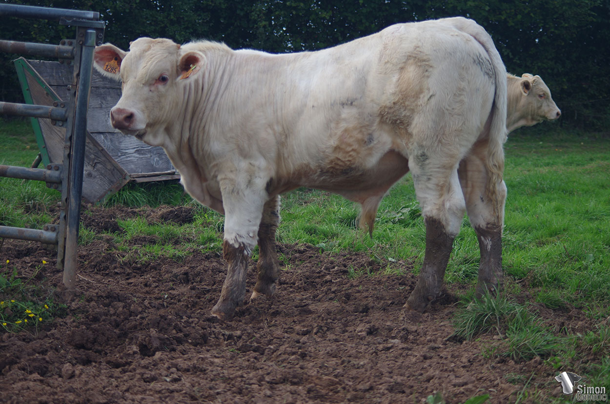 <b>SEGA</b><br />Né le : 13/04/2021<br /><b>"Du développement et de la viande !"</b><br />"A very good skeletal development and excellent beef characters !"<br /><I>"¡ Un joven animal con desarrollo y carne !"</i><br /><img src="https://www.simongenetic.com/storage/2021/01/icon-pdf.png" /> <a class="img-wrap-spe" href="https://www.simongenetic.com/storage/2021/10/segagirouxped.pdf" target="_blank" rel="noopener">Pédigrée ici</a><br /><img src="https://www.simongenetic.com/storage/2021/02/icon-call.png" /> <a class="img-wrap-spe" href="https://www.simongenetic.com/contact?subj-obj=giroullectionsega" target="_blank" rel="noopener">Je veux être contacté par Simon Genetic</a><br />