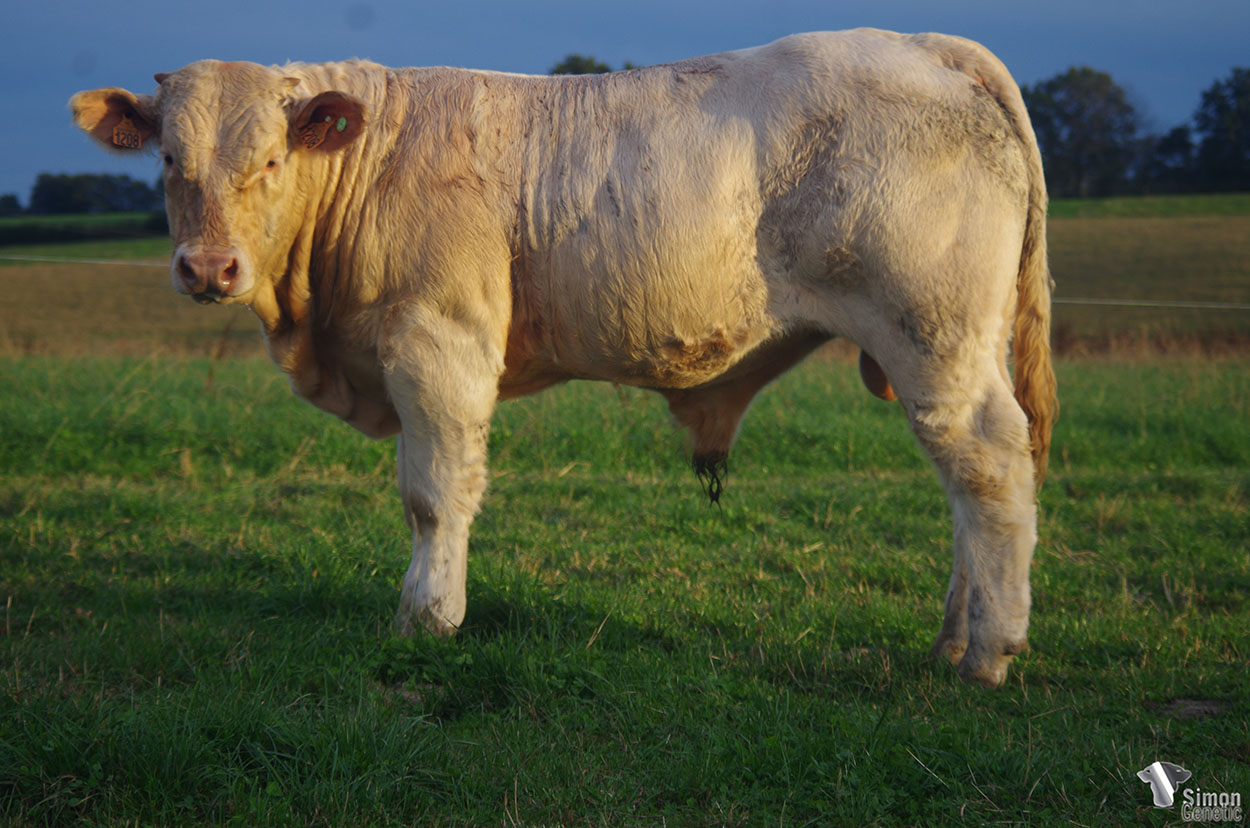 <b>SERPICO</b><br />Né le : 14/01/2021<br /><b>"Un fils de PTITPIERRE très complet !"</b><br />"A very complete PTITPIERRE son !"<br /><I>"¡ Un hijo de PTITPIERRE muy completo !"</i><br /><img src="https://www.simongenetic.com/storage/2021/01/icon-pdf.png" /> <a class="img-wrap-spe" href="https://www.simongenetic.com/storage/2021/10/serpicogirouxped.pdf" target="_blank" rel="noopener">Pédigrée ici</a><br /><img src="https://www.simongenetic.com/storage/2021/02/icon-call.png" /> <a class="img-wrap-spe" href="https://www.simongenetic.com/contact?subj-obj=giroullectionserpico" target="_blank" rel="noopener">Je veux être contacté par Simon Genetic</a><br />