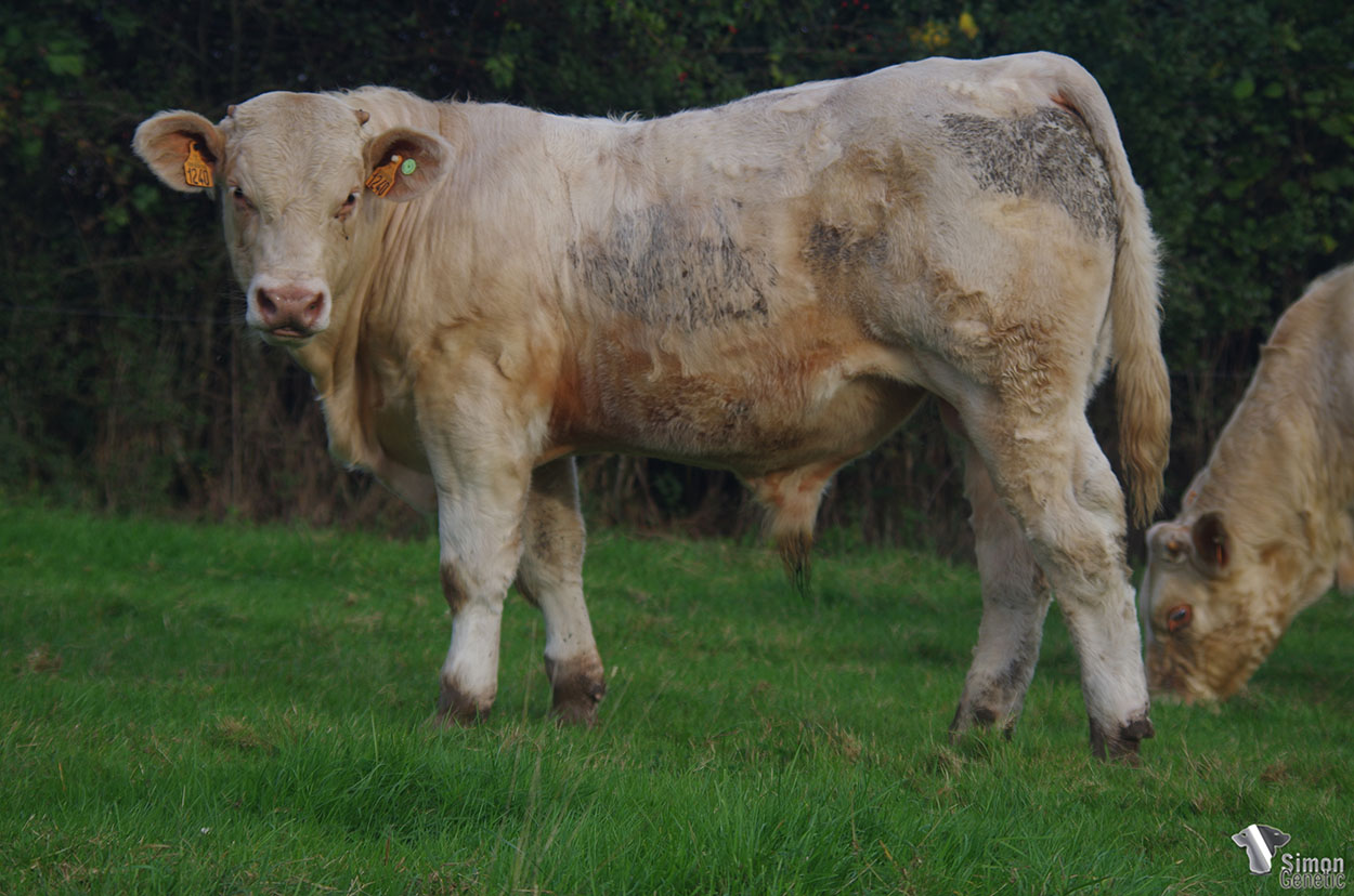 <b>SHERIFF</b><br />Né le : 21/02/2021<br /><b>"Un type mixte issu d'un beau cumul de sangs : PTITPIERRE, PRESIDENT et RUFIAN !"</b><br />"A nice mixed type calf out of a nice combinaison : PTITPIERRE, PRESIDENT et RUFIAN !"<br /><I>"¡ Un hermoso tipo mixto que proviene de una muy buena combinación : PTITPIERRE, PRESIDENT y RUFIAN !"</I><br /><img src="https://www.simongenetic.com/storage/2021/01/icon-pdf.png" /> <a class="img-wrap-spe" href="https://www.simongenetic.com/storage/2021/10/sheriffgirouxped.pdf" target="_blank" rel="noopener">Pédigrée ici</a><br /><img src="https://www.simongenetic.com/storage/2021/02/icon-call.png" /> <a class="img-wrap-spe" href="https://www.simongenetic.com/contact?subj-obj=giroullectionsheriff" target="_blank" rel="noopener">Je veux être contacté par Simon Genetic</a><br />