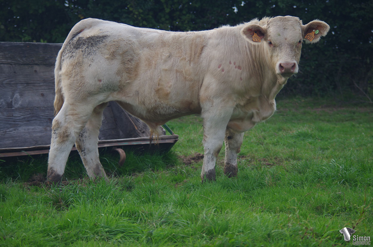 <b>SIMBA</b><br />Né le : 20/02/2021<br /><b>"Un bon grain de viande avec de la race et de bonnes facilités de naissance !"</b><br />"Very nice beef and breed characters with very good calving ease !"<br /><I>"¡ Un ternero con carne, raza y muy buenas facilidades de parto !"</i><br /><img src="https://www.simongenetic.com/storage/2021/01/icon-pdf.png" /> <a class="img-wrap-spe" href="https://www.simongenetic.com/storage/2021/10/simbagirouxped.pdf" target="_blank" rel="noopener">Pédigrée ici</a><br /><img src="https://www.simongenetic.com/storage/2021/02/icon-call.png" /> <a class="img-wrap-spe" href="https://www.simongenetic.com/contact?subj-obj=giroullectionsimba" target="_blank" rel="noopener">Je veux être contacté par Simon Genetic</a><br />