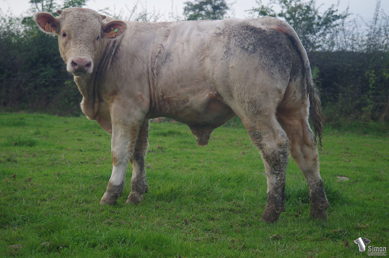 <b>SPARTACUS</b><br />Né le : 11/01/2021<br /><b>"De la pousse et un super dos pour ce jeune fils de PTITPIERRE !"</b><br />"A very good back and an interesting skeletal development for this PTITPIERRE son !"<br /><I>"¡ Un hijo de PTITPIERRE con una muy buena espalda y un buen desarrollo esquelético !"</I><br /><img src="https://www.simongenetic.com/storage/2021/01/icon-pdf.png" /> <a class="img-wrap-spe" href="https://www.simongenetic.com/storage/2021/10/spartacusgirouxped.pdf" target="_blank" rel="noopener">Pédigrée ici</a><br /><img src="https://www.simongenetic.com/storage/2021/02/icon-call.png" /> <a class="img-wrap-spe" href="https://www.simongenetic.com/contact?subj-obj=giroullectionspartacus" target="_blank" rel="noopener">Je veux être contacté par Simon Genetic</a><br />