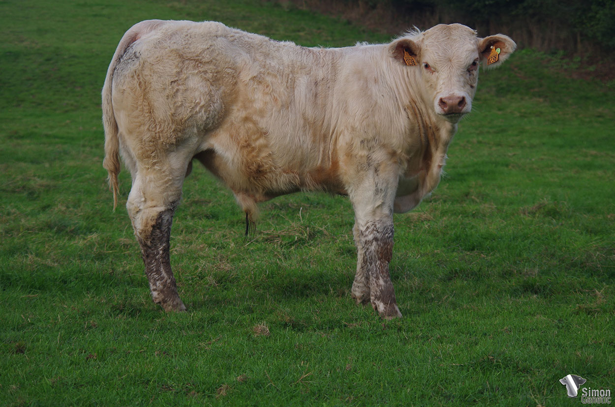 <b>SPY</b><br />Né le : 21/02/2021<br /><b>"Le portrait de la production de son père !"</b><br />"The same than his sir progeny !"<br /><I>"¡ El retrato de la producción de su padre !"</i><br /><img src="https://www.simongenetic.com/storage/2021/01/icon-pdf.png" /> <a class="img-wrap-spe" href="https://www.simongenetic.com/storage/2021/10/spygirouxped.pdf" target="_blank" rel="noopener">Pédigrée ici</a><br /><img src="https://www.simongenetic.com/storage/2021/02/icon-call.png" /> <a class="img-wrap-spe" href="https://www.simongenetic.com/contact?subj-obj=giroullectionspy" target="_blank" rel="noopener">Je veux être contacté par Simon Genetic</a><br />