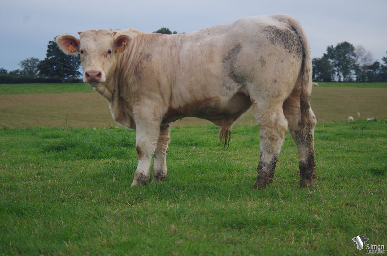 <b>SURCOUF</b><br />Né le : 16/01/2021<br /><b>"Un fils d' OURAGAN particulièrement planté !"</b><br />"A very correct OURAGAN son !"<br /><I>"¡ Un hijo de OURAGAN muy bien establecido !"</i><br /><img src="https://www.simongenetic.com/storage/2021/01/icon-pdf.png" /> <a class="img-wrap-spe" href="https://www.simongenetic.com/storage/2021/10/surcoufgiroux.pdf" target="_blank" rel="noopener">Pédigrée ici</a><br /><img src="https://www.simongenetic.com/storage/2021/02/icon-call.png" /> <a class="img-wrap-spe" href="https://www.simongenetic.com/contact?subj-obj=giroullectionsurcouf" target="_blank" rel="noopener">Je veux être contacté par Simon Genetic</a><br />