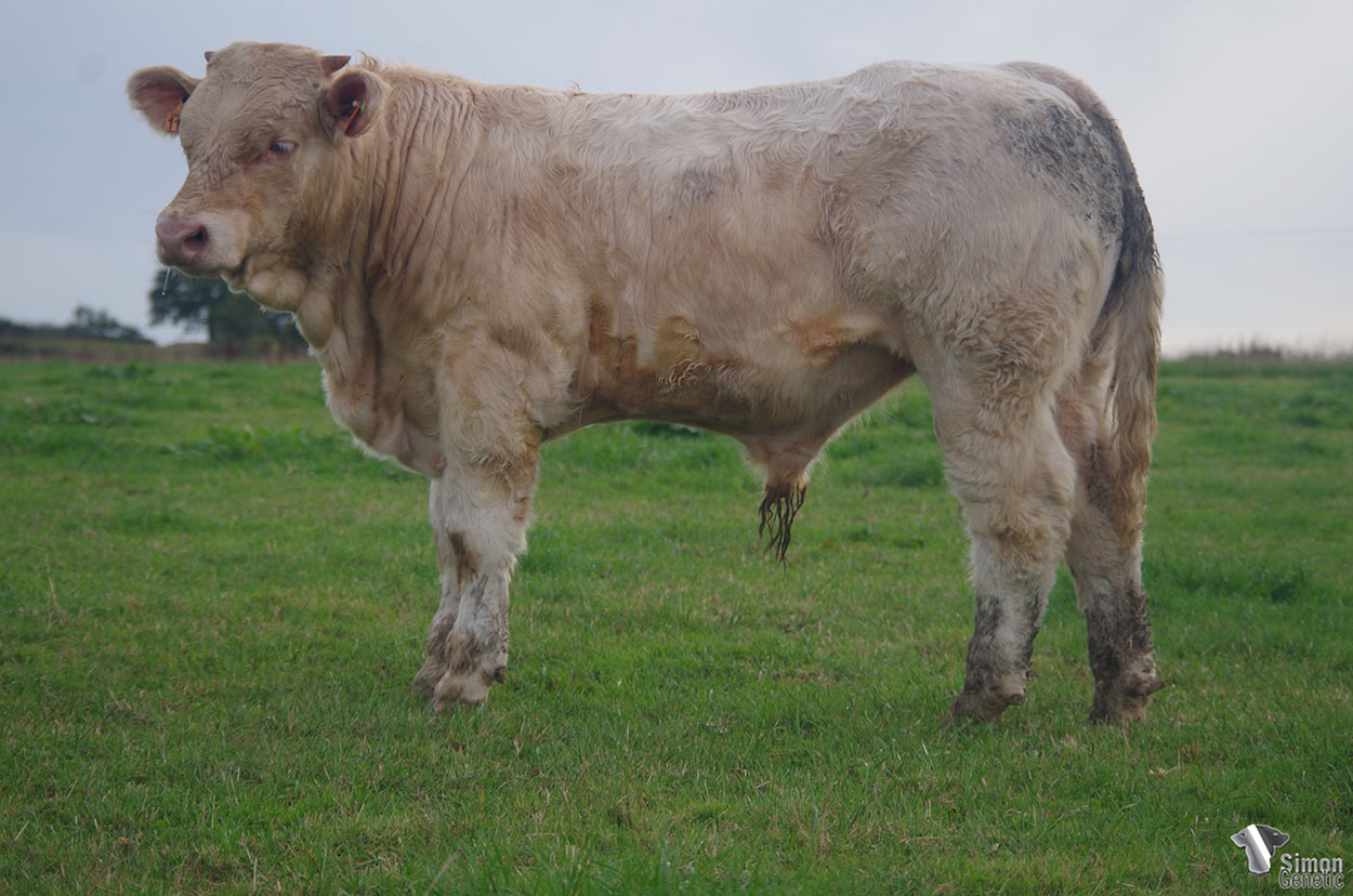 <b>SWING</b><br />Né le : 07/01/2021<br /><b>"Un type mixte issu d'un bel empilement de qualifications !"</b><br />"A mixed type calf out of a stack of qualifications !"<br /><I>"¡ Un tipo mixto que proviene de un apilamiento de cualificaciones !"</i><br /><img src="https://www.simongenetic.com/storage/2021/01/icon-pdf.png" /> <a class="img-wrap-spe" href="https://www.simongenetic.com/storage/2021/10/swinggiroux.pdf" target="_blank" rel="noopener">Pédigrée ici</a><br /><img src="https://www.simongenetic.com/storage/2021/02/icon-call.png" /> <a class="img-wrap-spe" href="https://www.simongenetic.com/contact?subj-obj=giroullectionswing" target="_blank" rel="noopener">Je veux être contacté par Simon Genetic</a><br />