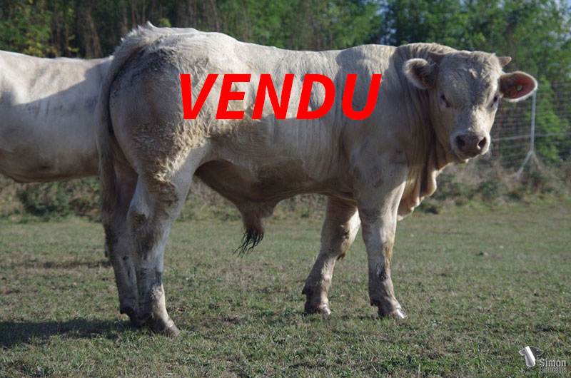 IMGP4126-vendu
