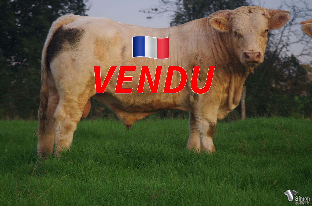 <b>RADJAH</b><br />
<b style="color:red">VENDU au GAEC BALLAND (01 - France)</b><br />
Né le : 16/02/2020<br /><b>"Un animal très puissant !"</b><br />"A very powerful animal !"<br /><I>"¡ Un animal muy poderoso !"</i><br /><img src="https://www.simongenetic.com/wp-content/uploads/2021/01/icon-pdf.png" /> <a class="img-wrap-spe" href="https://www.simongenetic.com/wp-content/uploads/2021/10/radjahgiroux.pdf" target="_blank" rel="noopener">Pédigrée ici</a><br /><img src="https://www.simongenetic.com/wp-content/uploads/2021/02/icon-call.png" /> <a class="img-wrap-spe" href="https://www.simongenetic.com/contact?subj-obj=giroullectionradjah" target="_blank" rel="noopener">Je veux être contacté par Simon Genetic</a><br />