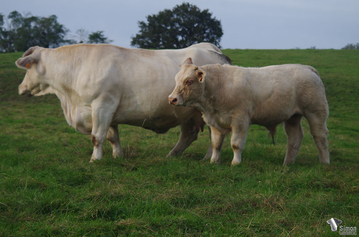 <b>RITZ</b><br />Né le : 28/12/2020<br /><b>"Un des premiers fils de PTITPIERRE avec une très grosse vache carrée !"</b><br />"One of the first PTITPIERRE son with a very big and square cow !"<br /><I>"Uno de los primeros hijos de PTITPIERRE con una muy buena vaca muy cuadrada !"</I><br /><img src="https://www.simongenetic.com/wp-content/uploads/2021/01/icon-pdf.png" /> <a class="img-wrap-spe" href="https://www.simongenetic.com/wp-content/uploads/2021/10/ritzgiroux.pdf" target="_blank" rel="noopener">Pédigrée ici</a><br /><img src="https://www.simongenetic.com/wp-content/uploads/2021/02/icon-call.png" /> <a class="img-wrap-spe" href="https://www.simongenetic.com/contact?subj-obj=giroullectionritz" target="_blank" rel="noopener">Je veux être contacté par Simon Genetic</a><br />