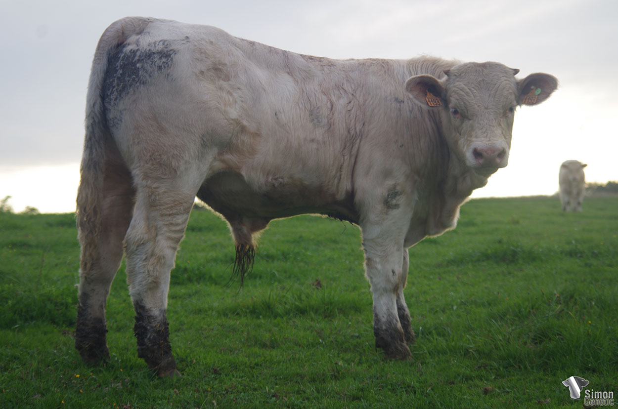 <b>SAFRAN</b><br />Né le : 07/01/2021<br /><b>"Un veau d'élevage avec de la race !"</b><br />"A breedy type calf with excellent breed characters !"<br /><I>"¡ Un ternero de tipo vida con mucha raza !"</i><br /><img src="https://www.simongenetic.com/wp-content/uploads/2021/01/icon-pdf.png" /> <a class="img-wrap-spe" href="https://www.simongenetic.com/wp-content/uploads/2021/10/safrangirouxped.pdf" target="_blank" rel="noopener">Pédigrée ici</a><br /><img src="https://www.simongenetic.com/wp-content/uploads/2021/02/icon-call.png" /> <a class="img-wrap-spe" href="https://www.simongenetic.com/contact?subj-obj=giroullectionsafran" target="_blank" rel="noopener">Je veux être contacté par Simon Genetic</a><br />