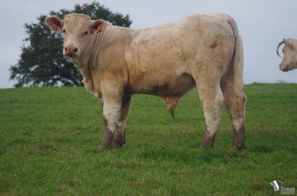 <b>SHADOK</b><br />Né le : 20/03/2021<br /><b>"Un tout jeune veau en conditions naturelles qui provient d'une bonne vache RR4S !"</b><br />"A very young son of a RR4S dam in natural conditions !"<br /><I>"¡ Un muy joven ternero en condiciones naturales que proviene de una vaca RR4S !"</I><br /><img src="https://www.simongenetic.com/wp-content/uploads/2021/01/icon-pdf.png" /> <a class="img-wrap-spe" href="https://www.simongenetic.com/wp-content/uploads/2021/10/shadokgirouxped.pdf" target="_blank" rel="noopener">Pédigrée ici</a><br /><img src="https://www.simongenetic.com/wp-content/uploads/2021/02/icon-call.png" /> <a class="img-wrap-spe" href="https://www.simongenetic.com/contact?subj-obj=giroullectionshadok" target="_blank" rel="noopener">Je veux être contacté par Simon Genetic</a><br />
