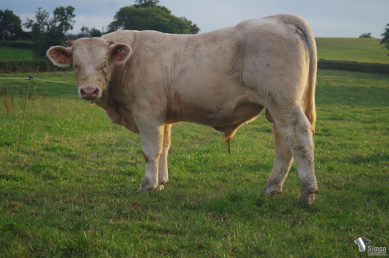 <b>SHERLOCK</b><br />Né le : 06/01/2021<br /><b>"PTITPIERRE avec trois générations de vaches qualifiées !"</b><br />"PTITPIERRE with 3 high qualified generations !"<br /><I>"PTITPIERRE con 3 generaciones de vacas muy bien cualificadas !"</i><br /><img src="https://www.simongenetic.com/wp-content/uploads/2021/01/icon-pdf.png" /> <a class="img-wrap-spe" href="https://www.simongenetic.com/wp-content/uploads/2021/10/sherlockgirouxped.pdf" target="_blank" rel="noopener">Pédigrée ici</a><br /><img src="https://www.simongenetic.com/wp-content/uploads/2021/02/icon-call.png" /> <a class="img-wrap-spe" href="https://www.simongenetic.com/contact?subj-obj=giroullectionsherlock" target="_blank" rel="noopener">Je veux être contacté par Simon Genetic</a><br />