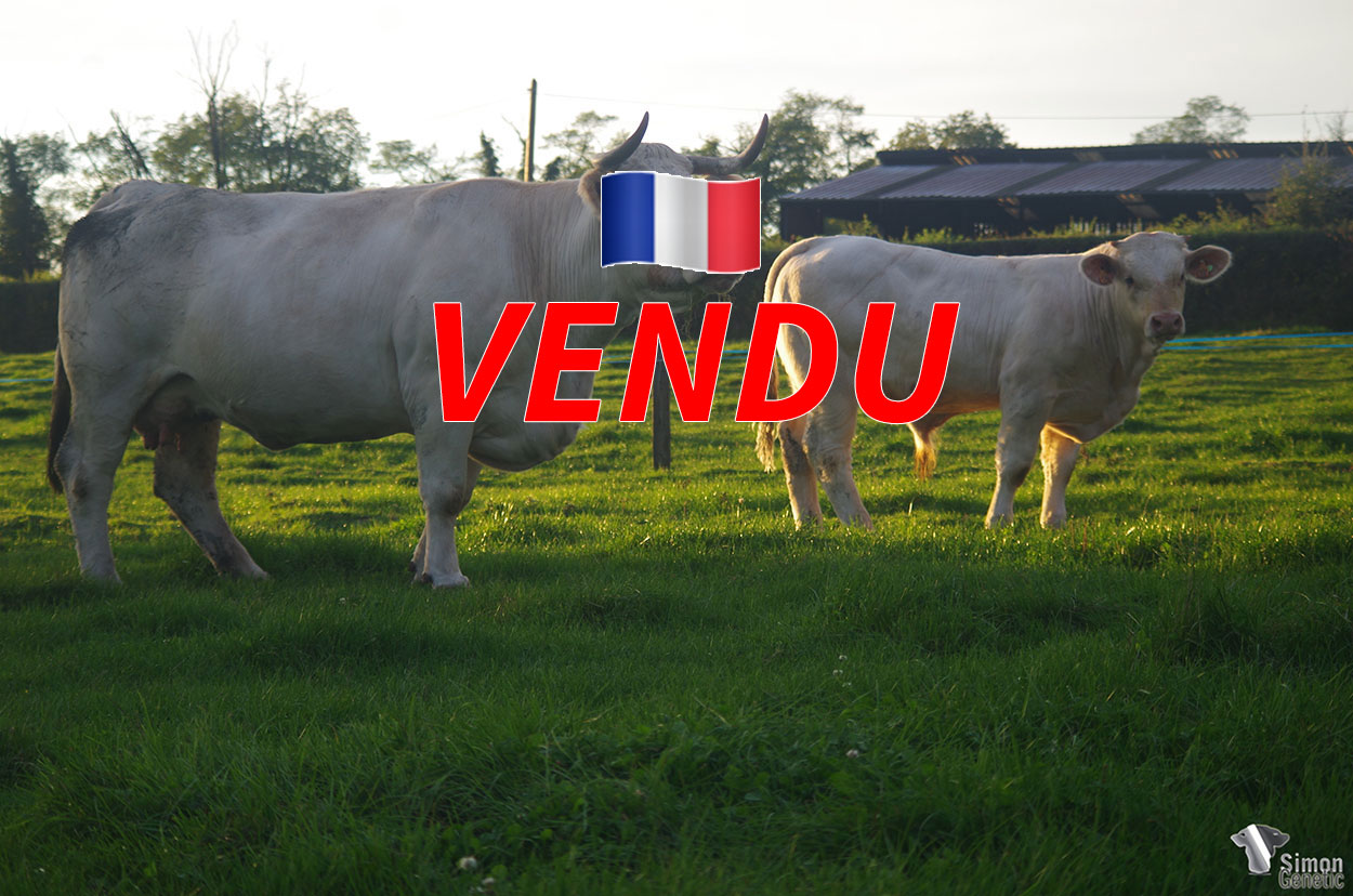 <b>SOPRANO</b><br />
<b style="color:red">VENDU à M. DERANGERE Emmanuel (58 - France)</b><br />
Né le : 11/01/2021<br /><b>"Une belle photo de famille !"</b><br />"A very nice family picture !"<br /><I>"¡ Una hermosa fotografía de familia !"</i><br /><img src="https://www.simongenetic.com/wp-content/uploads/2021/01/icon-pdf.png" /> <a class="img-wrap-spe" href="https://www.simongenetic.com/wp-content/uploads/2021/10/sopranogirouxped.pdf" target="_blank" rel="noopener">Pédigrée ici</a><br /><img src="https://www.simongenetic.com/wp-content/uploads/2021/02/icon-call.png" /> <a class="img-wrap-spe" href="https://www.simongenetic.com/contact?subj-obj=giroullectionsoprano" target="_blank" rel="noopener">Je veux être contacté par Simon Genetic</a><br />