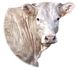 Femelles