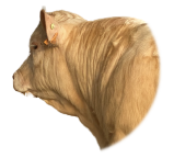 VM