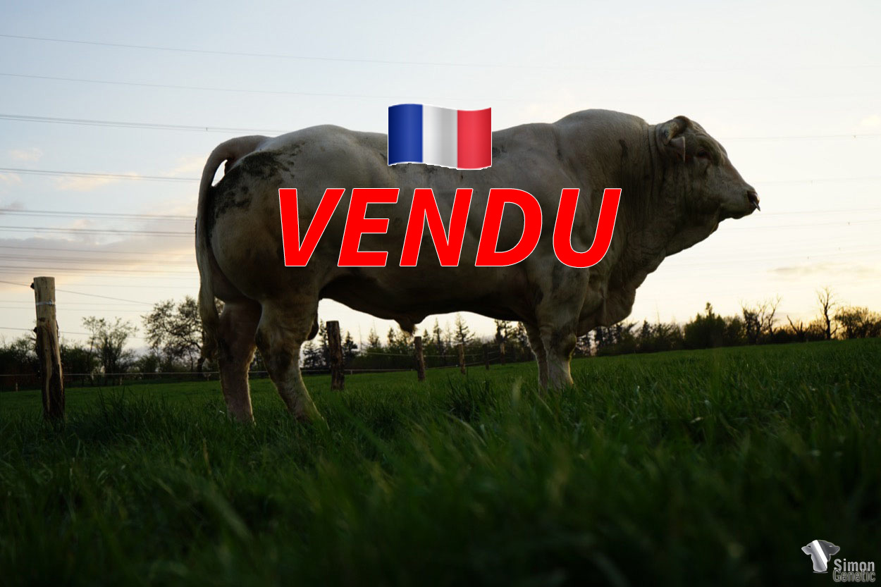 <b style="color:#FF0000">VENDU à M. LUCAND François (21 – France) et EARL Guillaume MATHIEU (71 – France)</b><br /><b>ORIGAN</b><br />Né le : 23/12/2017<br /><b>"Un taureau aux masses musculaires remarquables, parfaitement racé et épais qui a largement confirmé sur les génisses (calving ease : 114) avec de grandes performances (index de croissance entre 131 et 132) ! Un ancien élève de la vente de Cercy-La-Tour qui est en plus homozygote F94L (2 copies)."</b><br/>"Býk s výjimečným osvalení, velmi vitální a silný, který se velmi dobře osvědčil na jalovicích (snadnost telení 114). Jde o zvíře s impozantním růstem (plemenná hodnota pro růst 131), jehož potomstvo je mimořádně homogenní. Býk byl zakoupen na aukci Cercy-La-Tour a je homozygotem pro dvojí osvalení F94L !!!"<br/>"A bull with remarkable muscular mass, perfectly racy and thick, who was largely confirmed on heifers (calving ease: 114) with great performances (growth index between 131 and 132)! A former animal of the Cercy-La-Tour auction sale who is also homozygous F94L (2 copies)."<br /><i> "¡Un toro con notables masas musculares, con una raza y un espesor perfectos, que se ha confirmado ampliamente con novillas (facilidad de parto: 114), con grandes rendimientos (índice de crecimiento entre 131 y 132)! Un antiguo animal de la venta de Cercy-La-Tour que también es homocigoto F94L (2 ejemplares) !</i><br /><img src="https://www.simongenetic.com/wp-content/uploads/2022/05/yt.png" /> <a class="img-wrap-spe" href="https://youtu.be/aBtw4jlUQvo" target="_blank" rel="noopener">Vidéo disponible ici</a><br /><img src="https://www.simongenetic.com/wp-content/uploads/2021/01/icon-pdf.png" /> <a class="img-wrap-spe" href="https://www.simongenetic.com/wp-content/uploads/2022/05/pedorigan2019.pdf" target="_blank" rel="noopener">Pédigrée disponible ici (fiche catalogue 2019)</a><br /><img src="https://www.simongenetic.com/wp-content/uploads/2021/02/icon-call.png" /> <a class="img-wrap-spe" href="https://www.simongenetic.com/contact?subj-obj=origanredu" target="_blank" rel="noopener">Je veux être contacté par Simon Genetic</a><br />