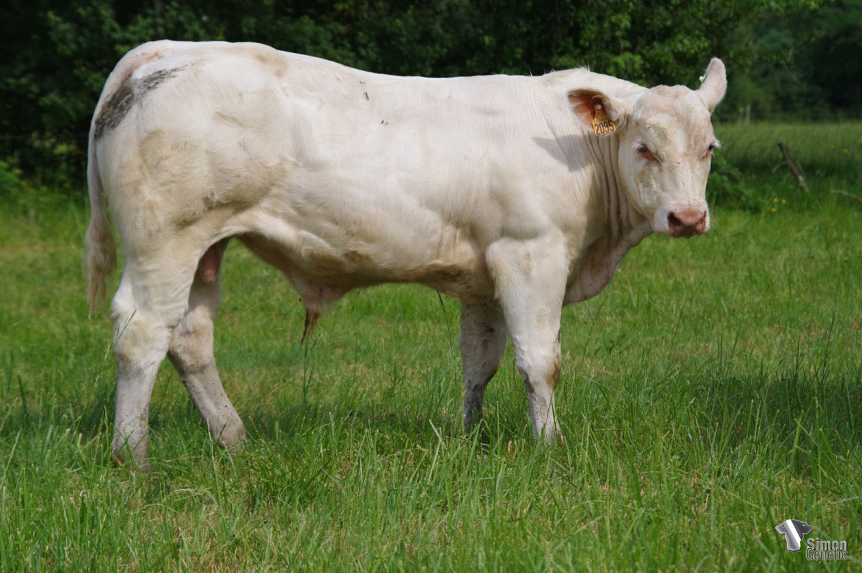 <b>SABOT</b><br />Né le : 27/10/2021<br /><b>"Un super mixte viande sans-cornes, pas très gros certes, mais très carré et fin à l'image de sa très belle lignée maternelle (OCCITANE, MAGIQUE,...)"</b><br />"A super polled mixed beefy type which is perhaps not very big, but very square and fine like his beautiful maternal bloodline (OCCITANE, MAGIQUE,...)"<br /><i>"Un súper carne tipo mixto sin cuernos que no es muy grande, pero que es muy cuadrado y fino como su hermosa línea materna (OCCITANE, MAGIQUE,...)"</i><br /><img src="https://www.simongenetic.com/wp-content/uploads/2021/01/icon-pdf.png" /> <a class="img-wrap-spe" href="https://www.simongenetic.com/wp-content/uploads/2022/05/sabotlag.pdf" target="_blank" rel="noopener">Pédigrée ici</a><br /><img src="https://www.simongenetic.com/wp-content/uploads/2021/02/icon-call.png" /> <a class="img-wrap-spe" href="https://www.simongenetic.com/contact?subj-obj=lagowllection2022-sabotlag" target="_blank" rel="noopener">Je veux être contacté par Simon Genetic</a><br />