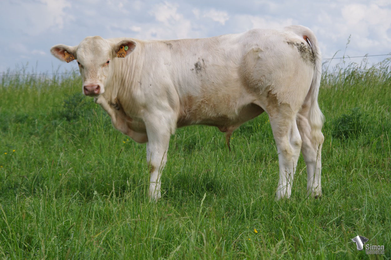 <b>SANTIAGO</b><br />Né le : 04/10/2021<br /><b>"Un fils d' OTTAWA sans-cornes aux origines très vêlantes !"</b><br />"A polled son of OTTAWA with very easy calving origins!"<br /><i>"¡Un hijo de OTTAWA sin cuernos con orígenes con muchas facilidades de parto!"</i><br /><img src="https://www.simongenetic.com/wp-content/uploads/2021/01/icon-pdf.png" /> <a class="img-wrap-spe" href="https://www.simongenetic.com/wp-content/uploads/2022/05/santiagolag.pdf" target="_blank" rel="noopener">Pédigrée ici</a><br /><img src="https://www.simongenetic.com/wp-content/uploads/2021/02/icon-call.png" /> <a class="img-wrap-spe" href="https://www.simongenetic.com/contact?subj-obj=lagowllection2022-santiagolag" target="_blank" rel="noopener">Je veux être contacté par Simon Genetic</a><br />