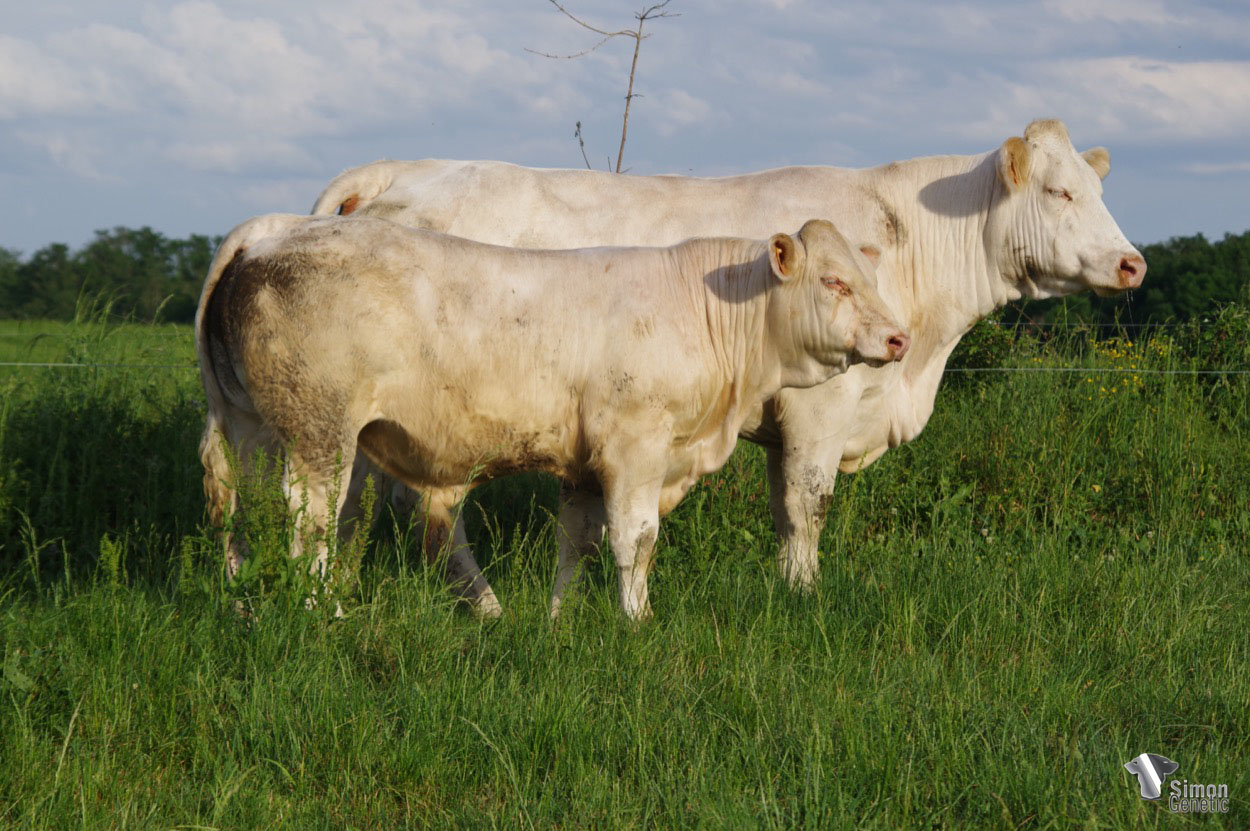<b>SEDUCTEUR</b><br />Né le : 14/10/2021<br /><b>"Un veau sans-cornes très complet et puissant issu du solide PEPPERMINT !"</b><br />"A very complete and powerful polled calf from the solid PEPPERMINT!"<br /><i>"¡Un ternero sin cuernos muy completo y potente del sólido PEPPERMINT!"</i><br /><img src="https://www.simongenetic.com/wp-content/uploads/2021/01/icon-pdf.png" /> <a class="img-wrap-spe" href="https://www.simongenetic.com/wp-content/uploads/2022/05/seducteurlag.pdf" target="_blank" rel="noopener">Pédigrée ici</a><br /><img src="https://www.simongenetic.com/wp-content/uploads/2021/02/icon-call.png" /> <a class="img-wrap-spe" href="https://www.simongenetic.com/contact?subj-obj=lagowllection2022-seducteurlag" target="_blank" rel="noopener">Je veux être contacté par Simon Genetic</a><br />