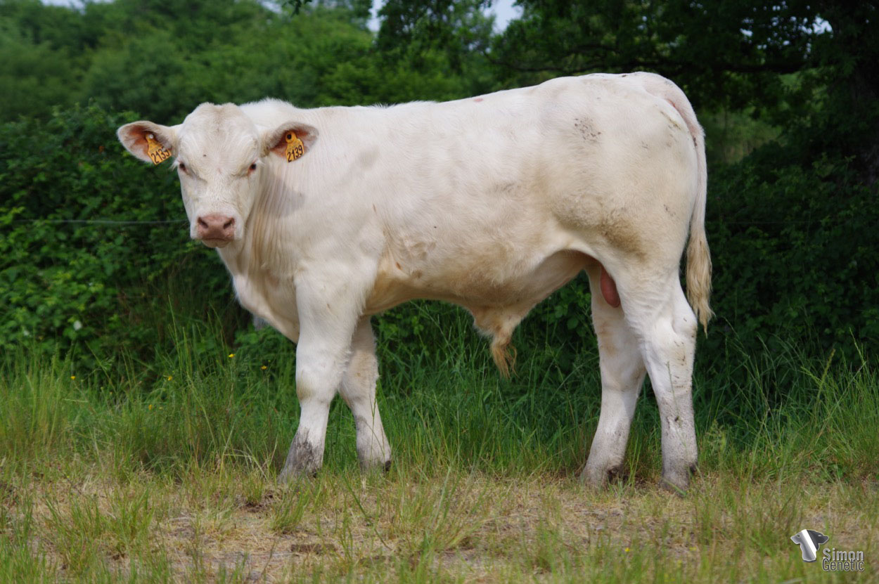 <b>SLALOM</b><br />Né le : 28/12/2021<br /><b>"Que du solide dans les origines de ce sans-cornes, toutes les lignes de son très bon père OTTAWA !"</b><br />"This polled animal only comes from solid origins thanks to all the bloodlines of his very good father OTTAWA!"<br /><i>"¡Este sin cuernos proviene sólo de sólidos orígenes a través de todas las líneas de su muy buen padre OTTAWA!"</i><br /><img src="https://www.simongenetic.com/wp-content/uploads/2021/01/icon-pdf.png" /> <a class="img-wrap-spe" href="https://www.simongenetic.com/wp-content/uploads/2022/05/slalomlag.pdf" target="_blank" rel="noopener">Pédigrée ici</a><br /><img src="https://www.simongenetic.com/wp-content/uploads/2021/02/icon-call.png" /> <a class="img-wrap-spe" href="https://www.simongenetic.com/contact?subj-obj=lagowllection2022-slalomlag" target="_blank" rel="noopener">Je veux être contacté par Simon Genetic</a><br />