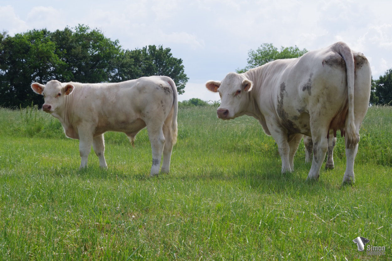 <b>SOLITAIRE</b><br />Né le : 26/11/2021<br /><b>"Une solide lignée de vache en amont de ce jeune sans-cornes racé issu du tout nouveau PYTHAGORE !"</b><br />"A solid cow bloodline upstream of this young polled animal full of breed qualities that comes from the brand new PYTHAGORE!"<br /><i>"¡Un sólido linaje de vacas en el pedigrí de este joven sin cuernos que proviene del nuevo PYTHAGORE!"</i><br /><img src="https://www.simongenetic.com/wp-content/uploads/2021/01/icon-pdf.png" /> <a class="img-wrap-spe" href="https://www.simongenetic.com/wp-content/uploads/2022/05/solitairelag.pdf" target="_blank" rel="noopener">Pédigrée ici</a><br /><img src="https://www.simongenetic.com/wp-content/uploads/2021/02/icon-call.png" /> <a class="img-wrap-spe" href="https://www.simongenetic.com/contact?subj-obj=lagowllection2022-solitairelag" target="_blank" rel="noopener">Je veux être contacté par Simon Genetic</a><br />