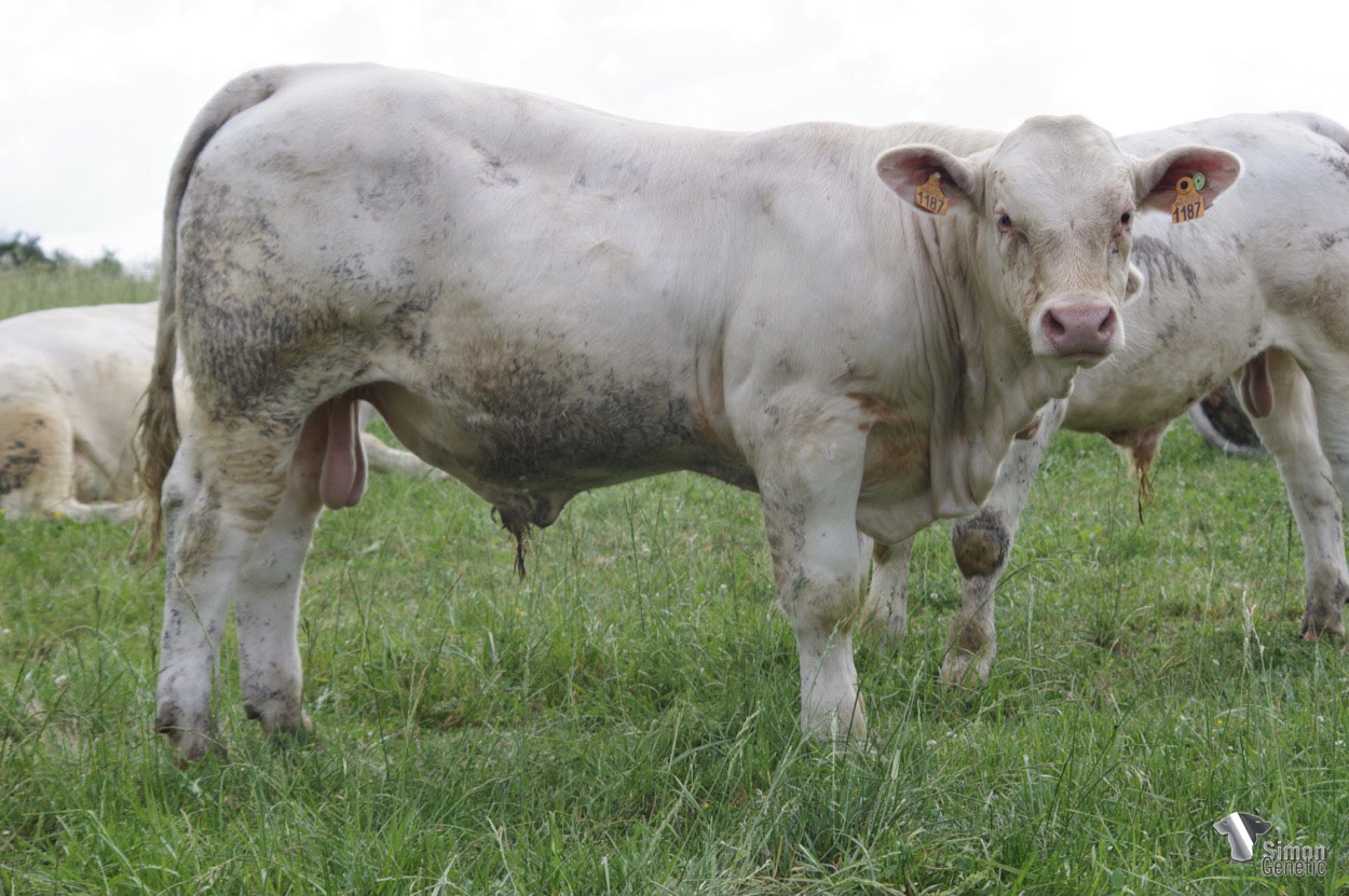 <b>SOYEUX</b><br />Né le : 19/09/2021<br /><b>"Un lourd profil vêlages faciles sans-cornes issu du tout nouveau PANCHO PP !"</b><br />"A heavy polled easy calving profile from the brand new PANCHO PP!"<br /><i>"¡Un perfil sin cuernos con partos fáciles que pesa mucho y que proviene del flamante PANCHO PP!"</i><br /><img src="https://www.simongenetic.com/wp-content/uploads/2021/01/icon-pdf.png" /> <a class="img-wrap-spe" href="https://www.simongenetic.com/wp-content/uploads/2022/05/soyeuxlag.pdf" target="_blank" rel="noopener">Pédigrée ici</a><br /><img src="https://www.simongenetic.com/wp-content/uploads/2021/02/icon-call.png" /> <a class="img-wrap-spe" href="https://www.simongenetic.com/contact?subj-obj=lagowllection2022-soyeuxlag" target="_blank" rel="noopener">Je veux être contacté par Simon Genetic</a><br />