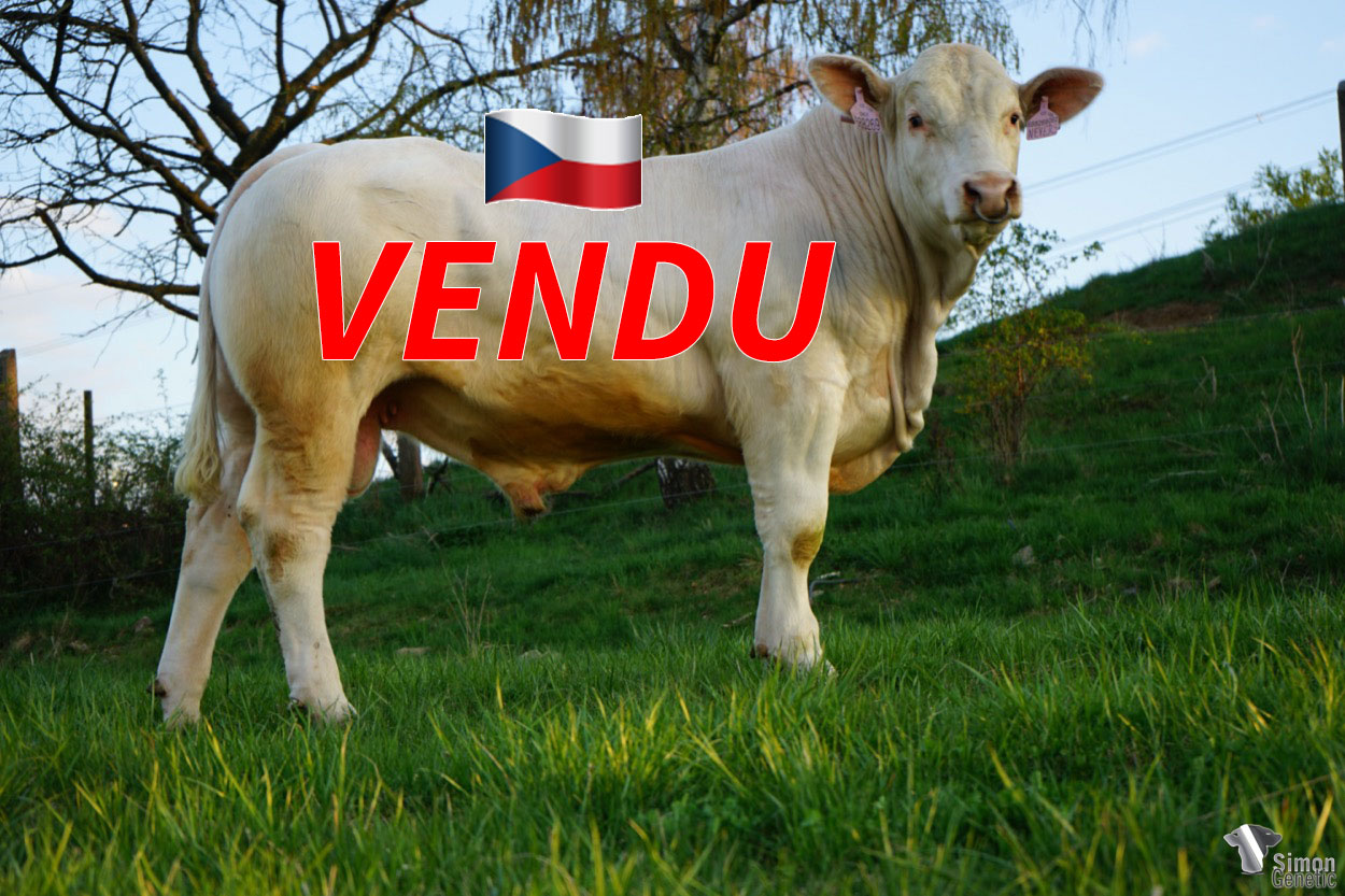 <b style="color:#FF0000">VENDU en République-Tchèque</b><br /><b>HUMAN REDU</b><br />Né le : 31/03/2021<br /><b>"Un tout jeune fils de NEVERS très prometteur avec de la pousse, un joli bassin et du potentiel ! (hétérozygote mh)"</b><br/>"Velmi nadějný syn NEVERa s vynikajícím růstem, velmi prostornou pánví a výborných potenciálem v budoucnosti."<br/>"SA very promising young son of NEVERS with growth, a nice pelvis and potential!"<br /><i> "¡ Un hijo joven muy prometedor de NEVERS con crecimiento, una buena pelvis y mucho potencial ! </i><br /><img src="https://www.simongenetic.com/wp-content/uploads/2022/05/yt.png" /> <a class="img-wrap-spe" href="https://youtu.be/ceup2DRhfCQ" target="_blank" rel="noopener">Vidéo disponible ici</a><br /><img src="https://www.simongenetic.com/wp-content/uploads/2021/01/icon-pdf.png" /> <a class="img-wrap-spe" href="https://www.simongenetic.com/wp-content/uploads/2022/05/humanreduped.pdf" target="_blank" rel="noopener">Pédigrée disponible ici</a><br /><img src="https://www.simongenetic.com/wp-content/uploads/2021/02/icon-call.png" /> <a class="img-wrap-spe" href="https://www.simongenetic.com/contact?subj-obj=humanredu" target="_blank" rel="noopener">Je veux être contacté par Simon Genetic</a><br />