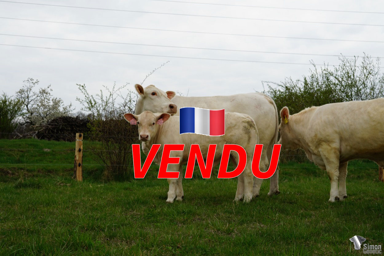 <b style="color:#FF0000">VENDU aux GAEC BREROT et GAEC CORNELOUP (03 – France)</b><br /><b>HORAC REDU</b><br />Né le : 25/11/2021<br /><b>"Un fils d' ORIGAN génétiquement sans-cornes et porteur F94L ! Un pédigrée très original et plaisant à l'image de sa morphologie qui sort du lot !"</b><br/>"Syn ORIGANA, který je geneticky bezrohý a současně je nositelem genu F94L ! Velmi zajímavý a slibný rodokmen. Býček svou morfologii výrazně převyšuje své vrstevníky."<br/>"A son of ORIGAN genetically polled and carrier F94L gene ! A very original and pleasant pedigree, just like his morphology, which stands out from the crowd !"<br /><i> "¡ Un hijo de ORIGAN genéticamente sin cuernos y portador del gen F94L ! Un pedigrí muy original y agradable, al igual que su morfología, que destaca entre los demás ! </i><br /><img src="https://www.simongenetic.com/wp-content/uploads/2022/05/yt.png" /> <a class="img-wrap-spe" href="https://youtu.be/y9LYfPmLg4M" target="_blank" rel="noopener">Vidéo disponible ici</a><br /><img src="https://www.simongenetic.com/wp-content/uploads/2021/01/icon-pdf.png" /> <a class="img-wrap-spe" href="https://www.simongenetic.com/wp-content/uploads/2022/05/horacreduped.pdf" target="_blank" rel="noopener">Pédigrée disponible ici</a><br /><img src="https://www.simongenetic.com/wp-content/uploads/2021/02/icon-call.png" /> <a class="img-wrap-spe" href="https://www.simongenetic.com/contact?subj-obj=horacredu" target="_blank" rel="noopener">Je veux être contacté par Simon Genetic</a><br />