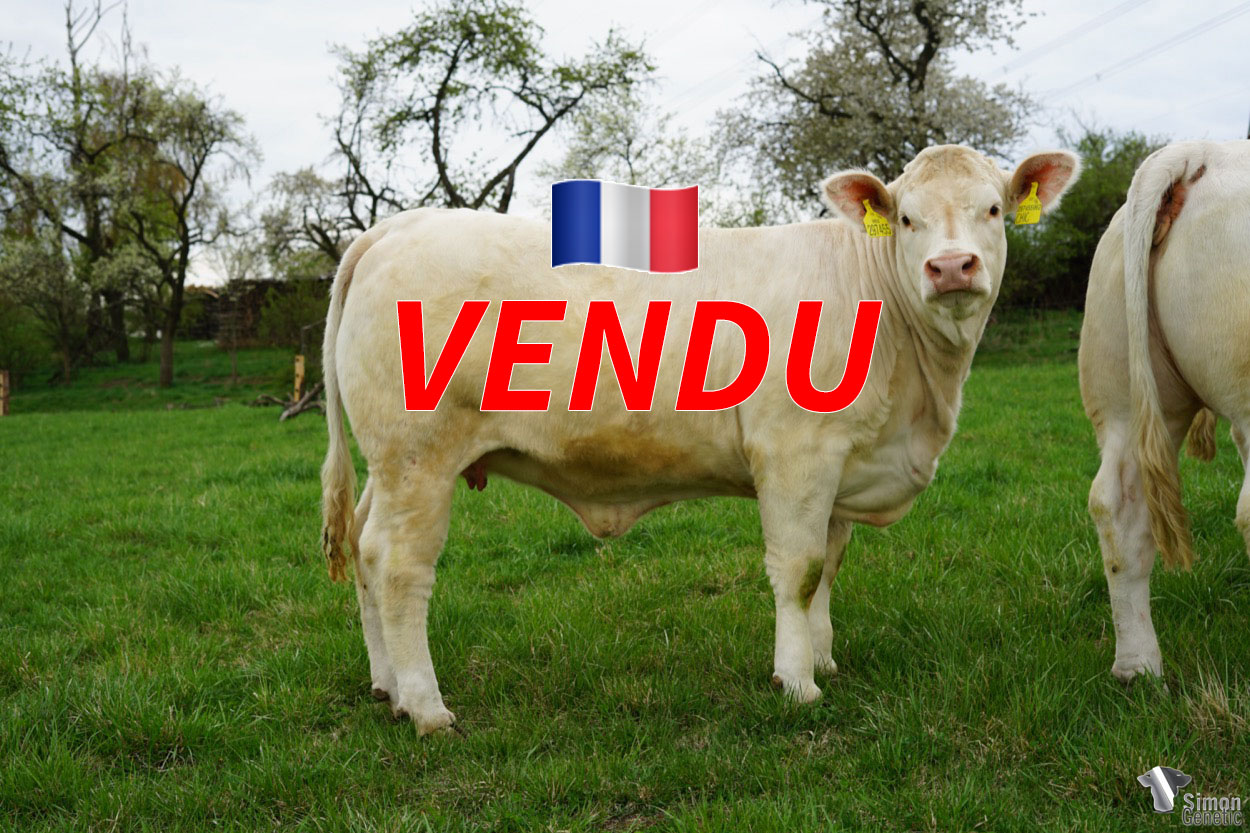 <b style="color:#FF0000">VENDU en France</b><br /><b>GRANADA REDU</b><br />Née le : 27/11/2020<br /><b>"Une vraie fille de CHIC : un développement phénoménal, un gros bassin, beaucoup de corps et un bon tempérament. De très bonnes valeurs maternelles en perspective ! (non porteuse mh)"</b><br/>"Typická dcera býka CHIC, fenomenální kostra, široká a prostorná pánev s výbornou kapacitou těla. Velmi dobrý temperament. Tato jalovice má předpoklad vynikajících maternálních kvalit."<br/>"A real CHIC’s daughter: a phenomenal development, a big pelvis, a lot of body and a good temperament. Very good maternal values in perspective!"<br /><i> "Una verdadera hija de CHIC: un desarrollo fenomenal, una gran pelvis, mucho cuerpo y un buen temperamento. ¡ Muy buenos valores maternos en perspectiva ! </i><br /><img src="https://www.simongenetic.com/wp-content/uploads/2022/05/yt.png" /> <a class="img-wrap-spe" href="https://youtu.be/z0Zyc70ERTs" target="_blank" rel="noopener">Vidéo disponible ici</a><br /><img src="https://www.simongenetic.com/wp-content/uploads/2021/01/icon-pdf.png" /> <a class="img-wrap-spe" href="https://www.simongenetic.com/wp-content/uploads/2022/05/granadaredu.pdf" target="_blank" rel="noopener">Pédigrée disponible ici</a><br /><img src="https://www.simongenetic.com/wp-content/uploads/2021/02/icon-call.png" /> <a class="img-wrap-spe" href="https://www.simongenetic.com/contact?subj-obj=CZ297455962redu" target="_blank" rel="noopener">Je veux être contacté par Simon Genetic</a><br />