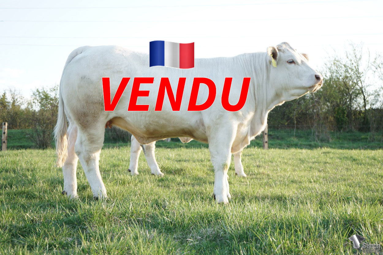<b style="color:#FF0000">VENDU au GAEC CHAMBON-PAULET (43 – France)</b><br /><b>GOJA REDU</b><br />Née le : 09/12/2020<br /><b>"La classe tout simplement... une fille d'OCEAN homozygote F94L ! Une morphologie de type mixte avec une finesse de viande remarquable et une très belle coupe."</b><br/>"Prostě elita – krásná dcera OCEANa, která je homozygotní pro gen dvojího osvalení F94L! Vynikající kombinovaný užitkový typ s mírnou převahou osvalení - „mix – viande“."<br/>"Simply classy... a daughter of OCEAN which is homozygous F94L! A mixed morphology with a remarkably beefy type and a very nice cut."<br /><i> ""Simplemente elegante... ¡ Una hija de OCEAN homocigota F94L ! ¡ Una morfología mixta con una notable finura de carne y un corte muy agradable ! </i><br /><img src="https://www.simongenetic.com/wp-content/uploads/2022/05/yt.png" /> <a class="img-wrap-spe" href="https://youtu.be/YKtMk3hY0po" target="_blank" rel="noopener">Vidéo disponible ici</a><br /><img src="https://www.simongenetic.com/wp-content/uploads/2021/01/icon-pdf.png" /> <a class="img-wrap-spe" href="https://www.simongenetic.com/wp-content/uploads/2022/05/gojareduped.pdf" target="_blank" rel="noopener">Pédigrée disponible ici</a><br /><img src="https://www.simongenetic.com/wp-content/uploads/2021/02/icon-call.png" /> <a class="img-wrap-spe" href="https://www.simongenetic.com/contact?subj-obj=gojaredu" target="_blank" rel="noopener">Je veux être contacté par Simon Genetic</a><br />