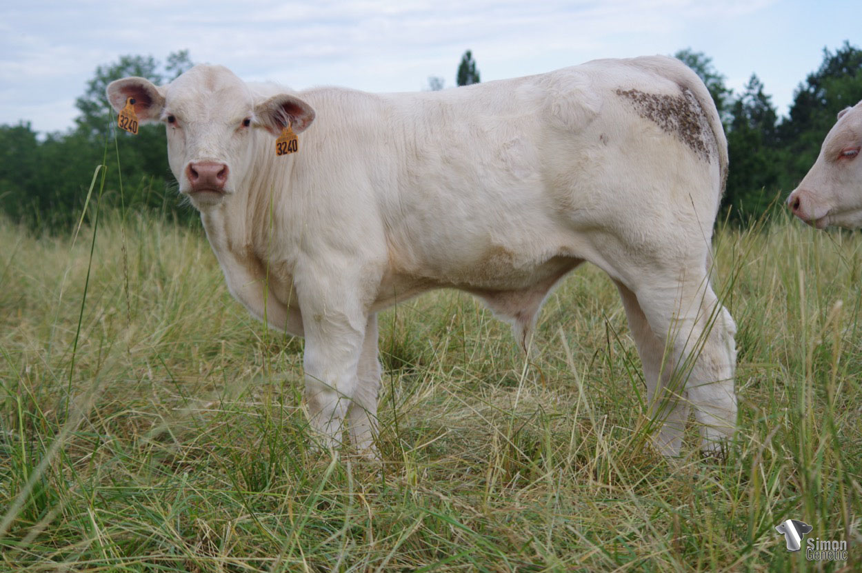 <b>TIGROU</b><br />Né le : 14/02/2022<br /><b>"En attente de résultat statut sans-cornes. Un animal sans-cornes étiré issu de lignées très vêlantes et développées !"</b><br />"Awaiting result of polled status. A slender polled animal from very easy calving and well-developed bloodlines!"<br /><i>"A la espera del resultado del estatus sin cuernos. ¡Un animal sin cuernos estirado que proviene de linajes con partos fáciles y muy desarrollados!"</i><br /><img src="https://www.simongenetic.com/wp-content/uploads/2021/01/icon-pdf.png" /> <a class="img-wrap-spe" href="https://www.simongenetic.com/wp-content/uploads/2022/06/tigroudagu.pdf" target="_blank" rel="noopener">Pédigrée ici</a><br /><img src="https://www.simongenetic.com/wp-content/uploads/2021/02/icon-call.png" /> <a class="img-wrap-spe" href="https://www.simongenetic.com/contact?subj-obj=dagowllection2022-tigroudagu" target="_blank" rel="noopener">Je veux être contacté par Simon Genetic</a><br />