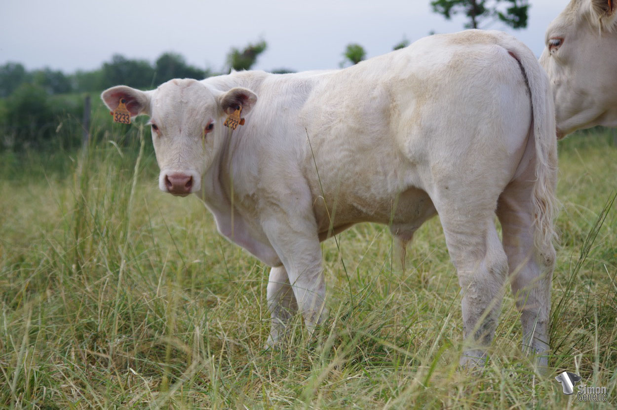 <b>TANGO P</b><br />Né le : 17/01/2022<br /><b>"Un tout jeune fils d'OASIS sans-cornes très poussant et fin issu de belles origines !"</b><br />"A very young polled son of OASIS which is very strong and fine and which comes from beautiful origins!"<br /><i>"¡Un hijo sin cuernos muy joven de OASIS que es muy fuerte y fino y que proviene de hermosos orígenes!"</i><br /><img src="https://www.simongenetic.com/wp-content/uploads/2021/01/icon-pdf.png" /> <a class="img-wrap-spe" href="https://www.simongenetic.com/wp-content/uploads/2022/06/tangopdagu.pdf" target="_blank" rel="noopener">Pédigrée ici</a><br /><img src="https://www.simongenetic.com/wp-content/uploads/2021/02/icon-call.png" /> <a class="img-wrap-spe" href="https://www.simongenetic.com/contact?subj-obj=dagowllection2022-tangopdagu" target="_blank" rel="noopener">Je veux être contacté par Simon Genetic</a><br />
