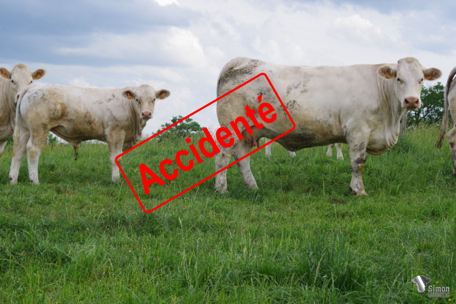 <b style="color:#FF0000">ACCIDENTÉ</b><br /><b>SANCERRE</b><br />Né le : 27/09/2021<br /><b>"Un super adulte sans-cornes en devenir à l'image de la très belle production de MUST PP : un petit plus dans le dessus et la classe !"</b><br />"A great and promising polled adult, just like the beautiful production of MUST PP: a little extra in the top and of course a classy animal!"<br /><i>"¡Un súper adulto sin cuernos muy prometedor, al igual que la hermosa producción de MUST PP: una parte superior increíble y mucha clase!"</i><br /><img src="https://www.simongenetic.com/wp-content/uploads/2021/01/icon-pdf.png" /> <a class="img-wrap-spe" href="https://www.simongenetic.com/wp-content/uploads/2022/05/sancerrelag.pdf" target="_blank" rel="noopener">Pédigrée ici</a><br /><img src="https://www.simongenetic.com/wp-content/uploads/2021/02/icon-call.png" /> <a class="img-wrap-spe" href="https://www.simongenetic.com/contact?subj-obj=lagowllection2022-sancerrelag" target="_blank" rel="noopener">Je veux être contacté par Simon Genetic</a><br />