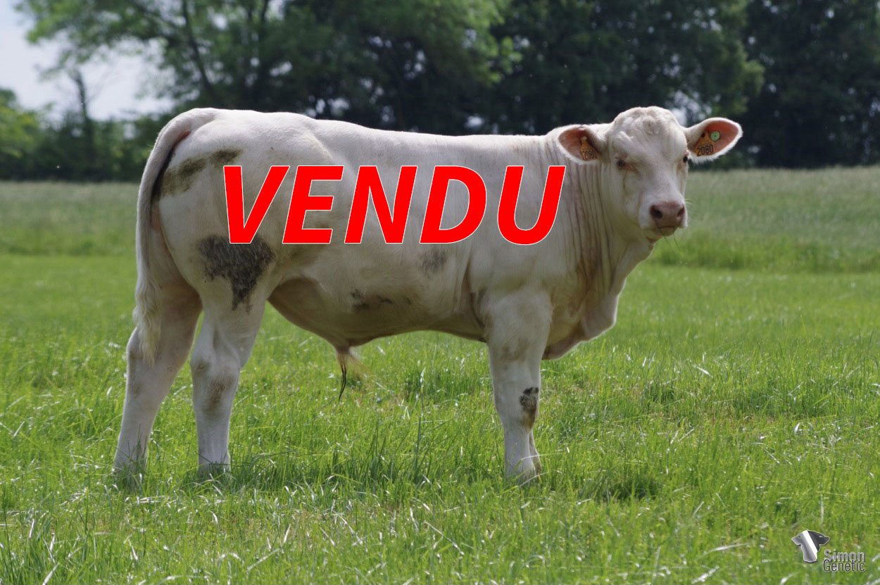 <b style="color:#FF0000">VENDU au GAEC DEBOUX (58 - France)
</b><br /><b>SAFRAN</b><br />Né le : 17/10/2021<br /><b>"Un fils de DANDY sans-cornes sur la remarquable lignée IRLANDE !"</b><br />"A polled DANDY’s son from the remarkable IRELAND bloodline!"<br /><i>"¡Un hijo sin cuernos de DANDY que proviene del notable linaje IRELAND!"</i><br /><img src="https://www.simongenetic.com/wp-content/uploads/2021/01/icon-pdf.png" /> <a class="img-wrap-spe" href="https://www.simongenetic.com/wp-content/uploads/2022/05/safranlag.pdf" target="_blank" rel="noopener">Pédigrée ici</a><br /><img src="https://www.simongenetic.com/wp-content/uploads/2021/02/icon-call.png" /> <a class="img-wrap-spe" href="https://www.simongenetic.com/contact?subj-obj=lagowllection2022-safranlag" target="_blank" rel="noopener">Je veux être contacté par Simon Genetic</a><br />