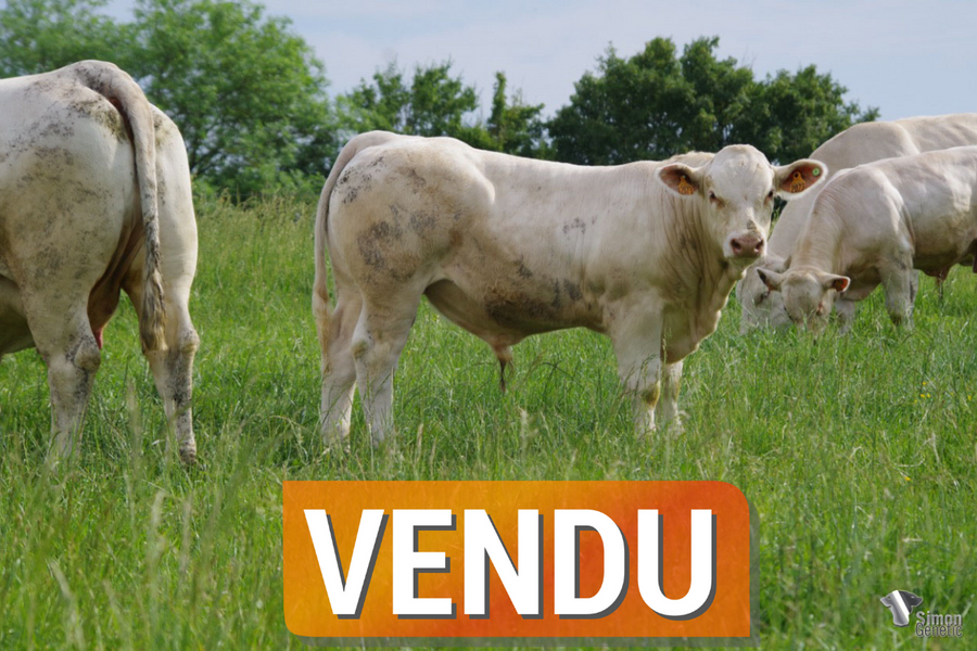 <b style="color:#FF0000">VENDU</b><br /><b>SCARABEE</b><br />Né le : 14/10/2021<br /><b>"Un sans-cornes fils de MUST PP, lourd, carré qui présente toute la puissance de sa lignée maternelle !"</b><br />"A polled son of MUST PP which is heavy, square and with all the power of his maternal bloodline!"<br /><i>"¡Un hijo sin cuernos de MUST PP que es pesado, cuadrado y mostrando todo el poder de su linaje materno!"</i><br /><img src="https://www.simongenetic.com/wp-content/uploads/2021/01/icon-pdf.png" /> <a class="img-wrap-spe" href="https://www.simongenetic.com/wp-content/uploads/2022/05/scarabeelag.pdf" target="_blank" rel="noopener">Pédigrée ici</a><br /><img src="https://www.simongenetic.com/wp-content/uploads/2021/02/icon-call.png" /> <a class="img-wrap-spe" href="https://www.simongenetic.com/contact?subj-obj=lagowllection2022-scarabeelag" target="_blank" rel="noopener">Je veux être contacté par Simon Genetic</a><br />