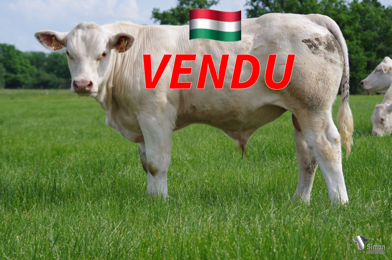 <b style="color:#FF0000">VENDU en Hongrie</b><br /><b>SEIGNEUR P</b><br />Né le : 28/10/2021<br /><b>"Un très joli homozygote sans-cornes mixte issu de PARKER P doté d'un bon grain de viande à l'image de sa très belle famille maternelle (ORANGE, MAGIQUE,...)"</b><br />"A very nice mixed polled homozygous from PARKER P which is very fleshy like his beautiful maternal family (ORANGE, MAGIQUE,...)"<br /><i>"Un muy buen homocigoto sin cuernos de tipo mixto que proviene de PARKER P con una buena carne como su muy buena familia materna (ORANGE, MAGIQUE,...)"</i><br /><img src="https://www.simongenetic.com/wp-content/uploads/2021/01/icon-pdf.png" /> <a class="img-wrap-spe" href="https://www.simongenetic.com/wp-content/uploads/2022/05/seigneur-plag.pdf" target="_blank" rel="noopener">Pédigrée ici</a><br /><img src="https://www.simongenetic.com/wp-content/uploads/2021/02/icon-call.png" /> <a class="img-wrap-spe" href="https://www.simongenetic.com/contact?subj-obj=lagowllection2022-seigneur-plag" target="_blank" rel="noopener">Je veux être contacté par Simon Genetic</a><br />
