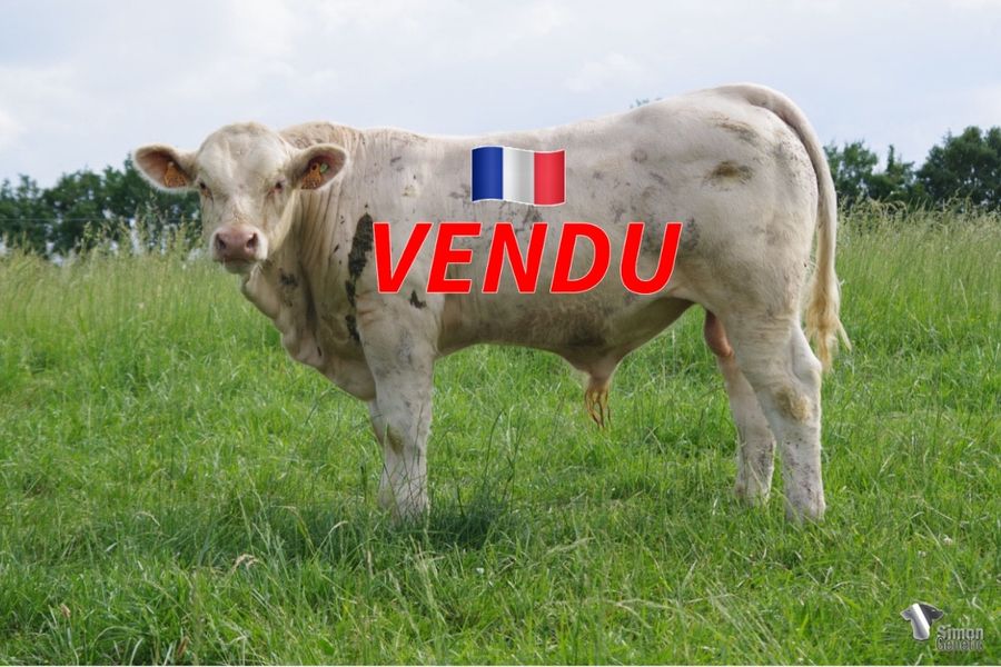 <b style="color:#FF0000">VENDU à la SCEA DE CHERIGNY (58 - France)</b><br /><b>SERGENT</b><br />Né le : 10/10/2021<br /><b>"Un joli coup d'œil pour ce sans-cornes fils de MUST PP très prometteur avec du dessus, de la pousse et de la race !"</b><br />"A nice look for this very promising polled son of MUST PP with top, growth and breed qualities!"<br /><i>"¡Un buen aspecto para este hijo sin cuernos muy prometedor de MUST PP con una buena parte superior, crecimiento y mucha raza!"</i><br /><img src="https://www.simongenetic.com/wp-content/uploads/2021/01/icon-pdf.png" /> <a class="img-wrap-spe" href="https://www.simongenetic.com/wp-content/uploads/2022/05/sergentlag2069.pdf" target="_blank" rel="noopener">Pédigrée ici</a><br /><img src="https://www.simongenetic.com/wp-content/uploads/2021/02/icon-call.png" /> <a class="img-wrap-spe" href="https://www.simongenetic.com/contact?subj-obj=lagowllection2022-sergentlag2069" target="_blank" rel="noopener">Je veux être contacté par Simon Genetic</a><br />
